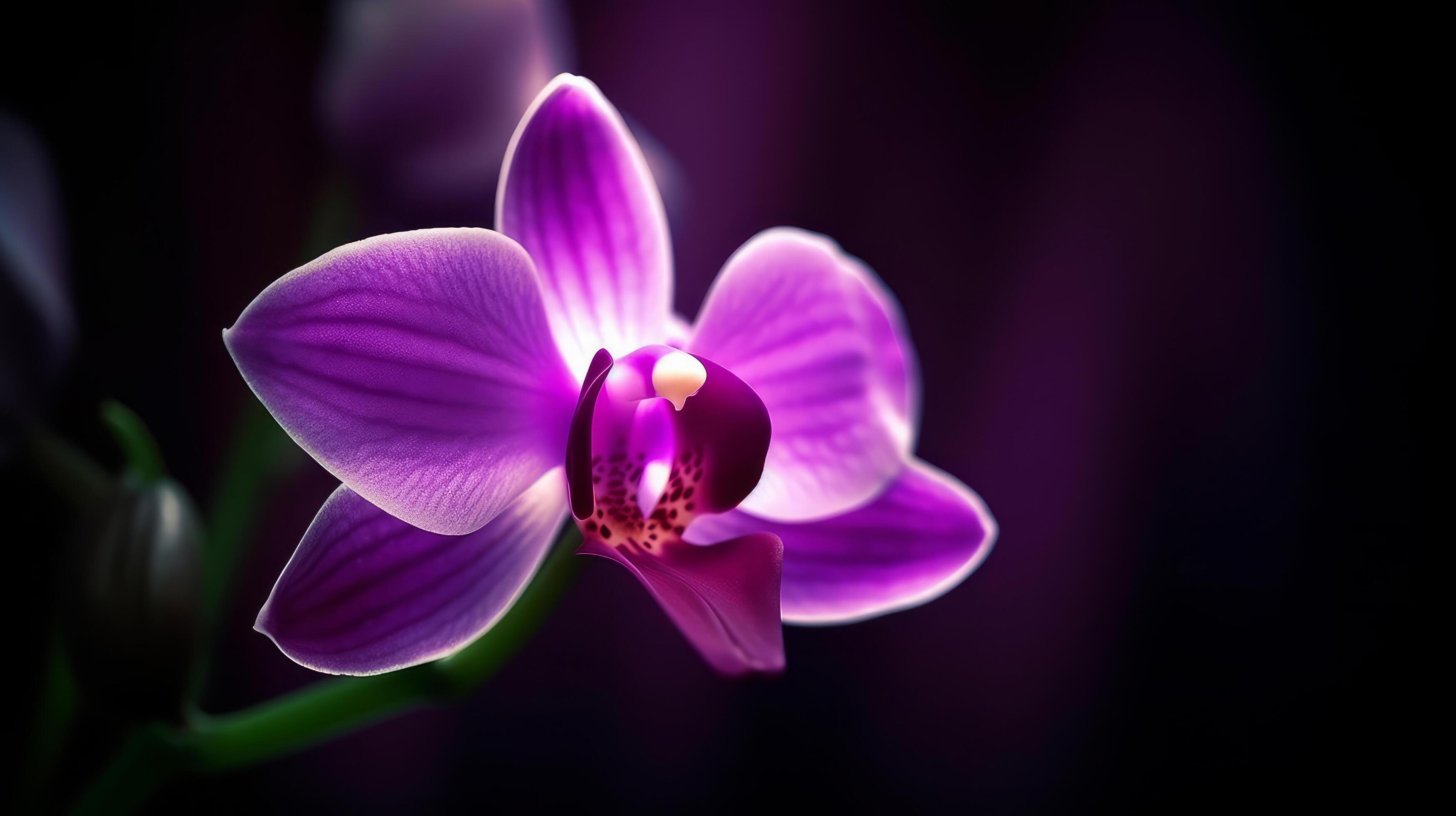 Orchid flower. Illustration Stock Free