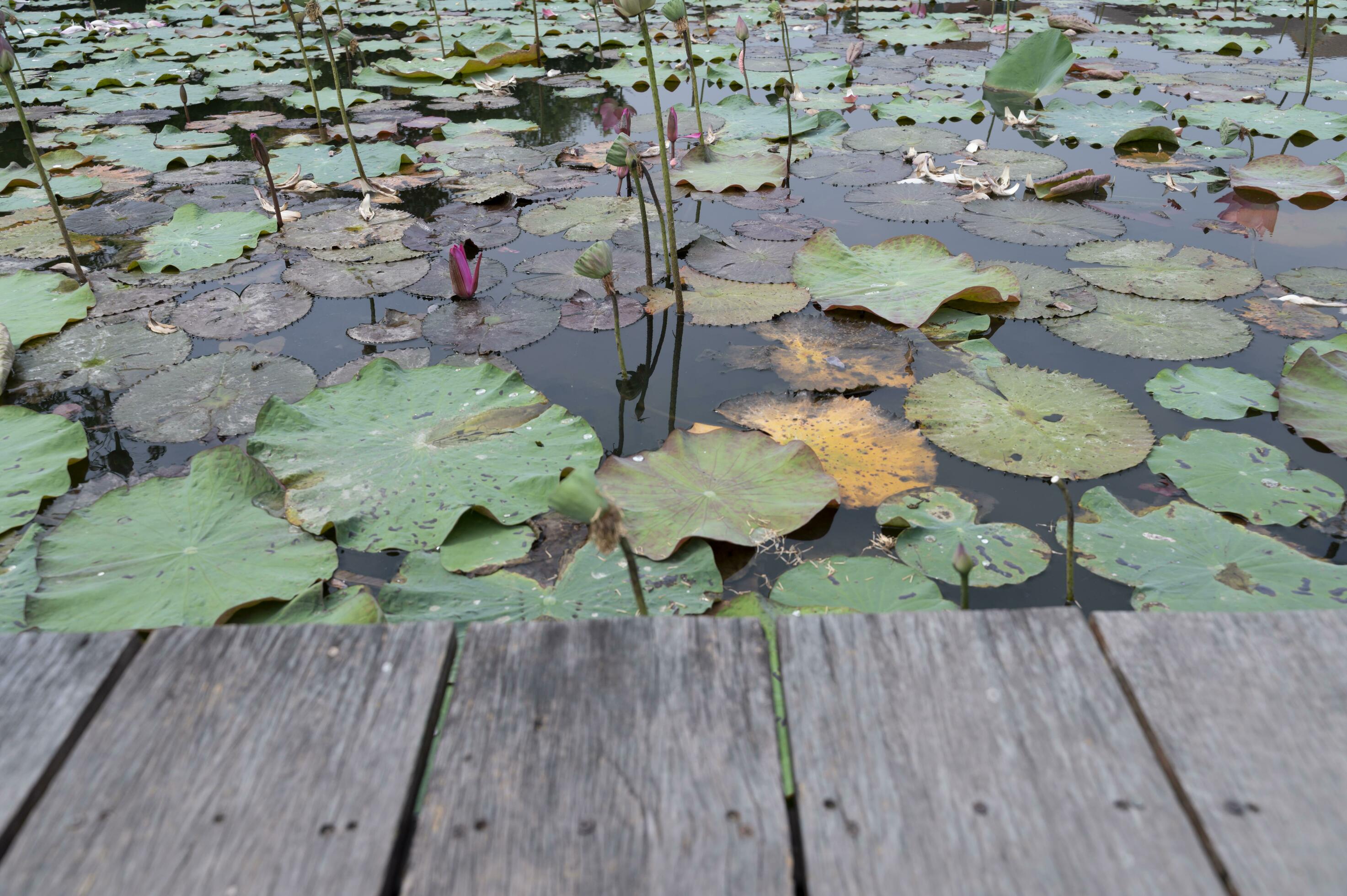 Wooden table on lotus pond field background – nature Stock Free