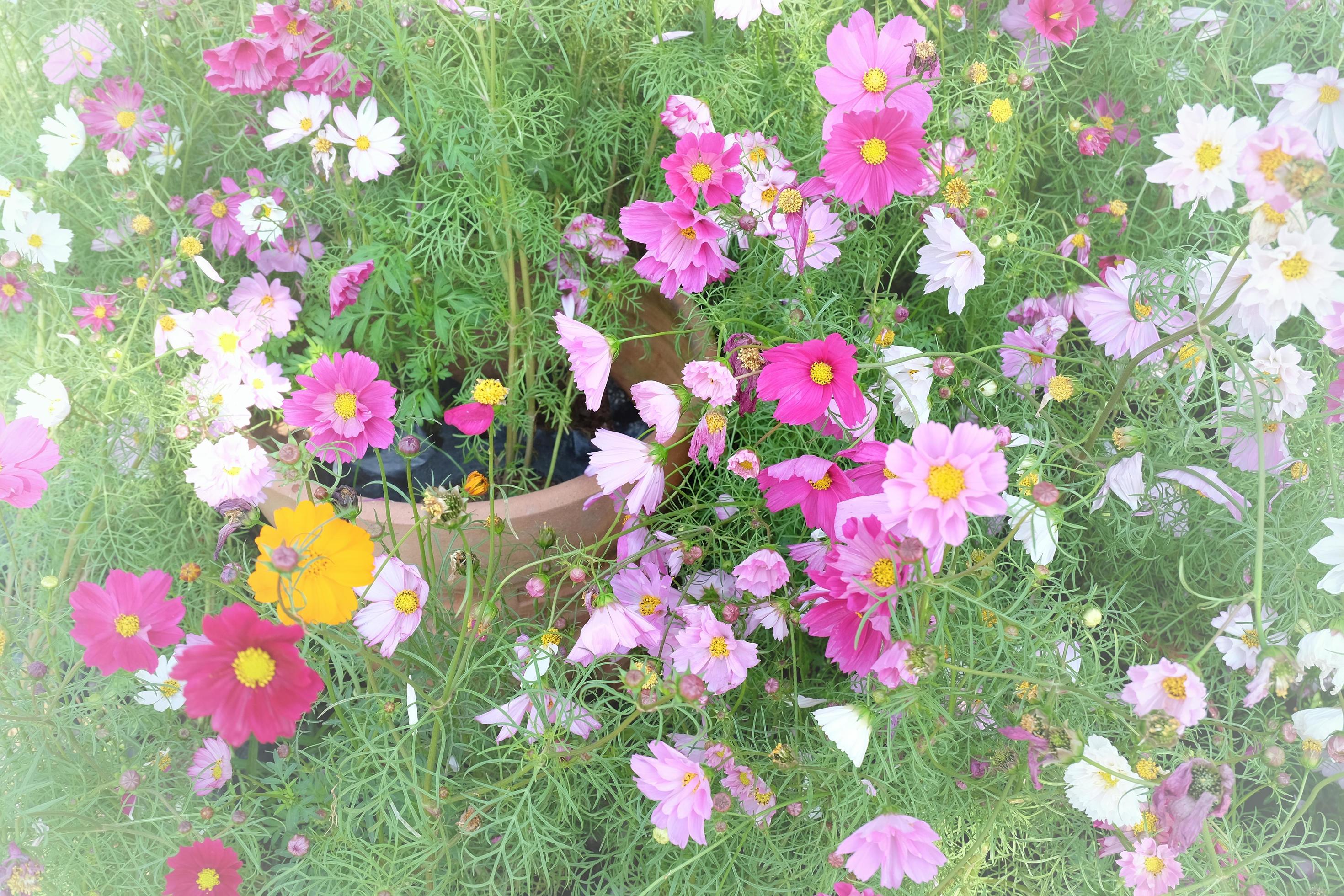 Cosmos flowers field at out door ,nature background. Stock Free