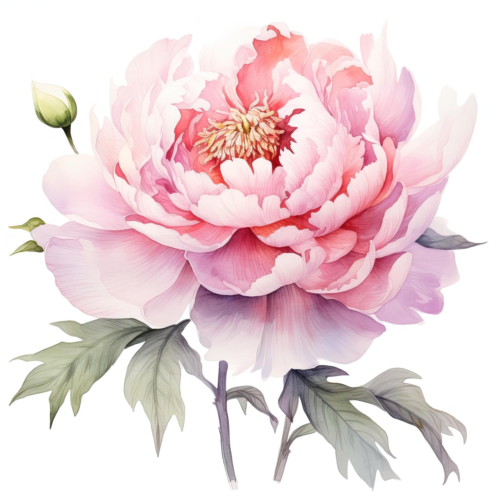 Watercolor beautiful peony flower. Illustration Stock Free