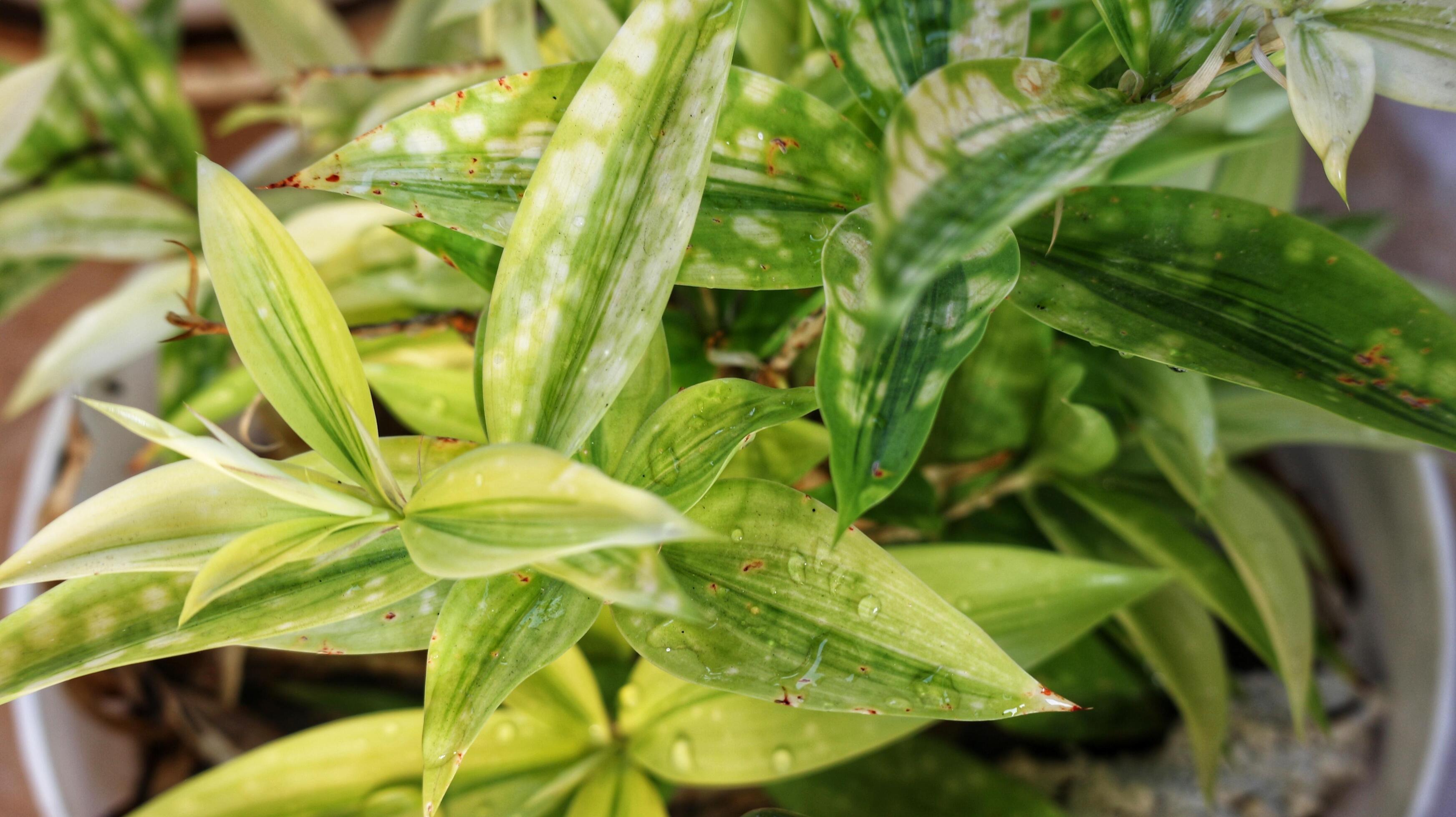 Japanese bamboo, also known as Dracaena Surculosa, is an ornamental plant that belongs to the Asparagaceae family. Stock Free