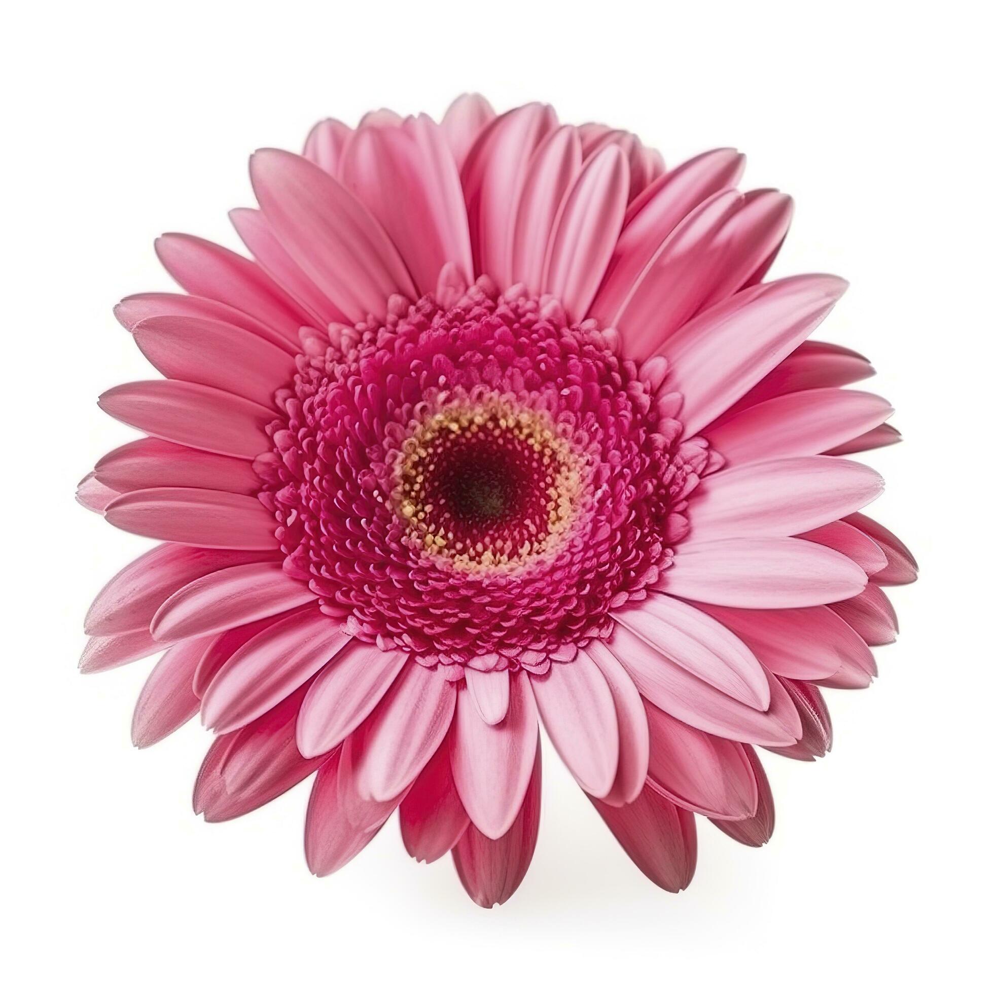 Pink gerbera flower isolated on white background, generate ai Stock Free