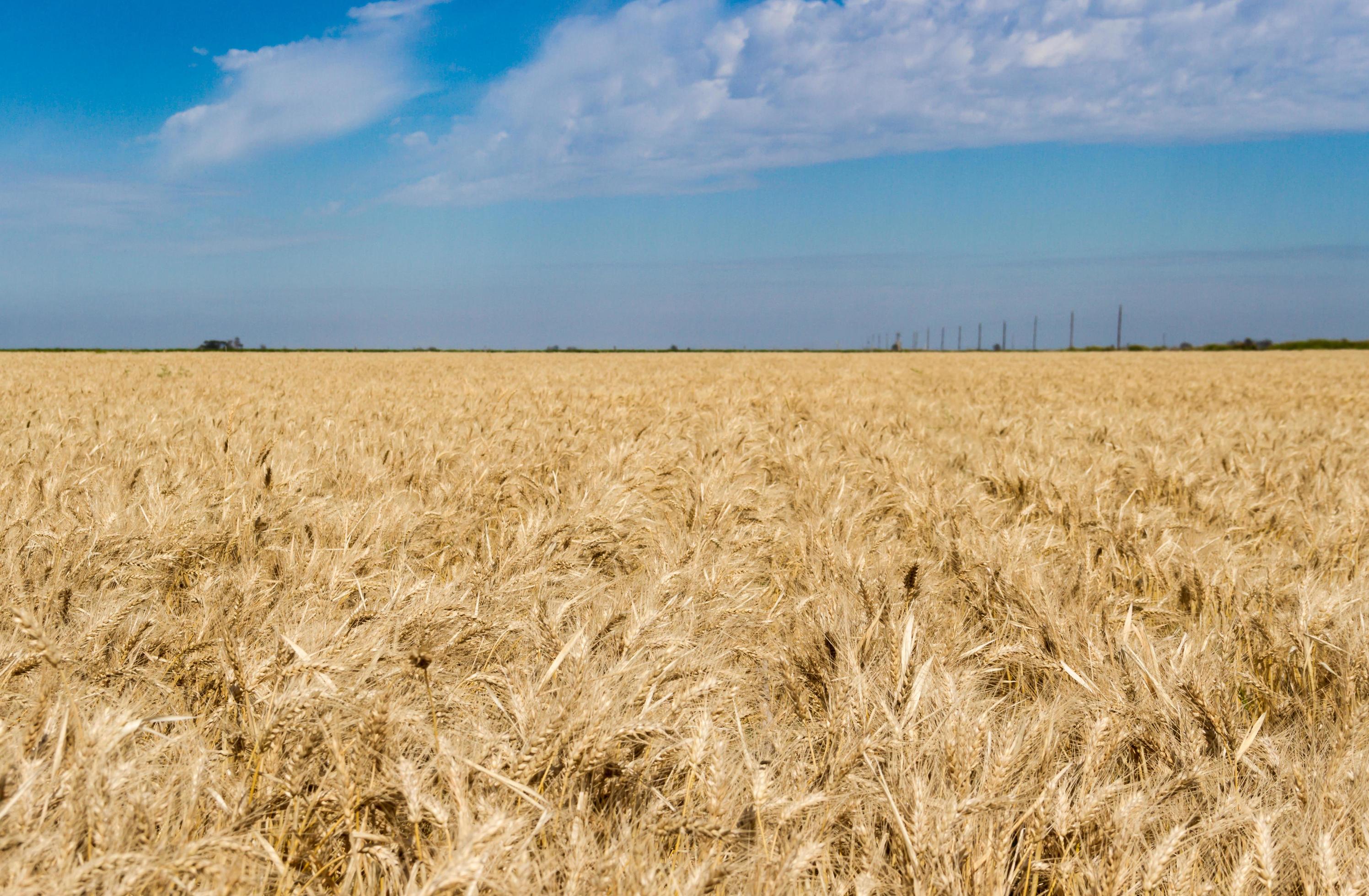 the golden wheat under the sun in the field plantations Stock Free