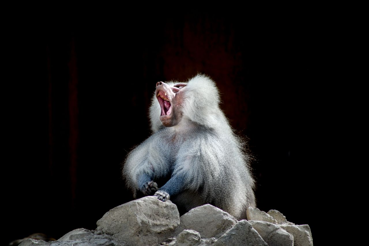 Yawning baboon Stock Free