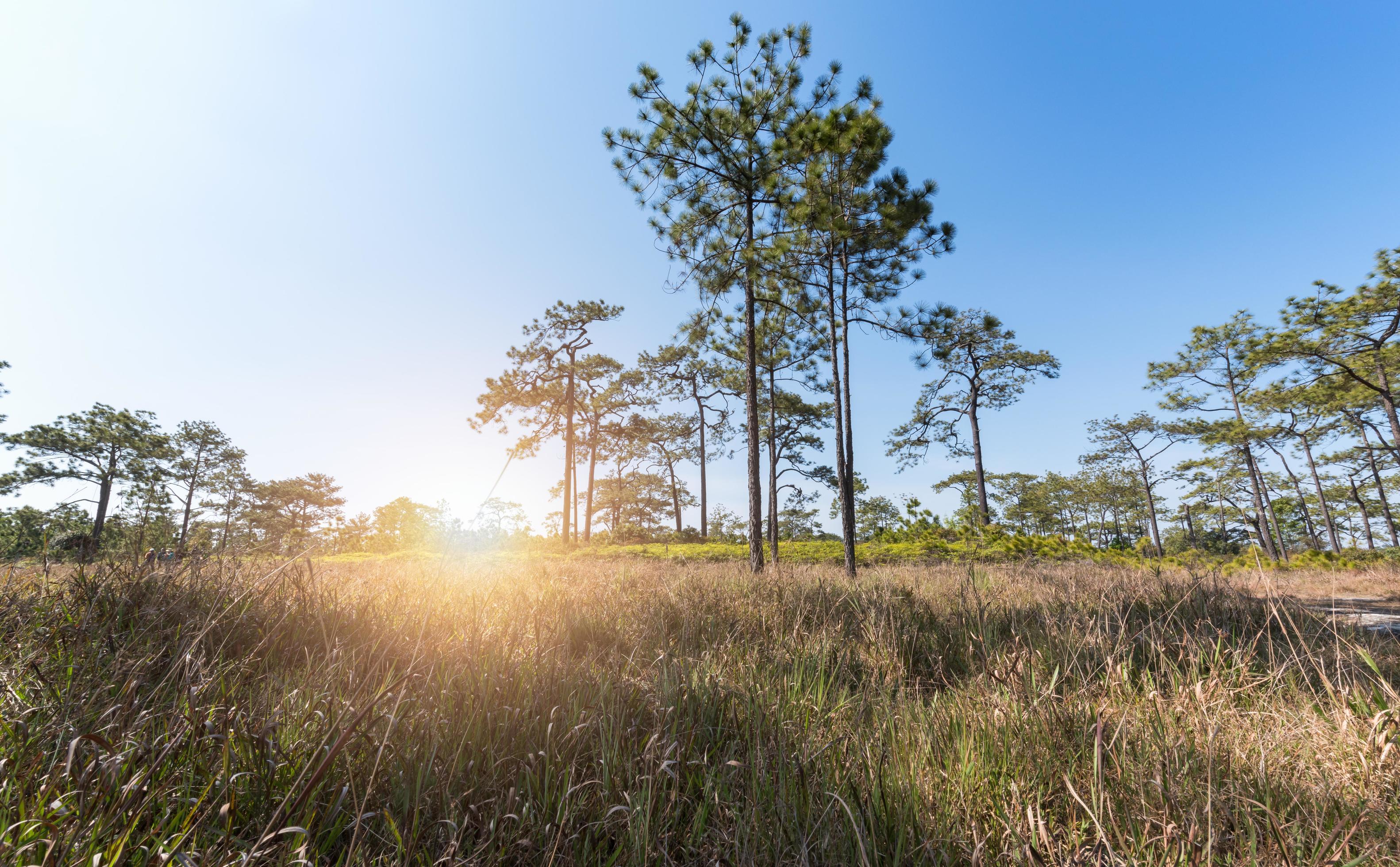 pine tree with grass on winter season Stock Free