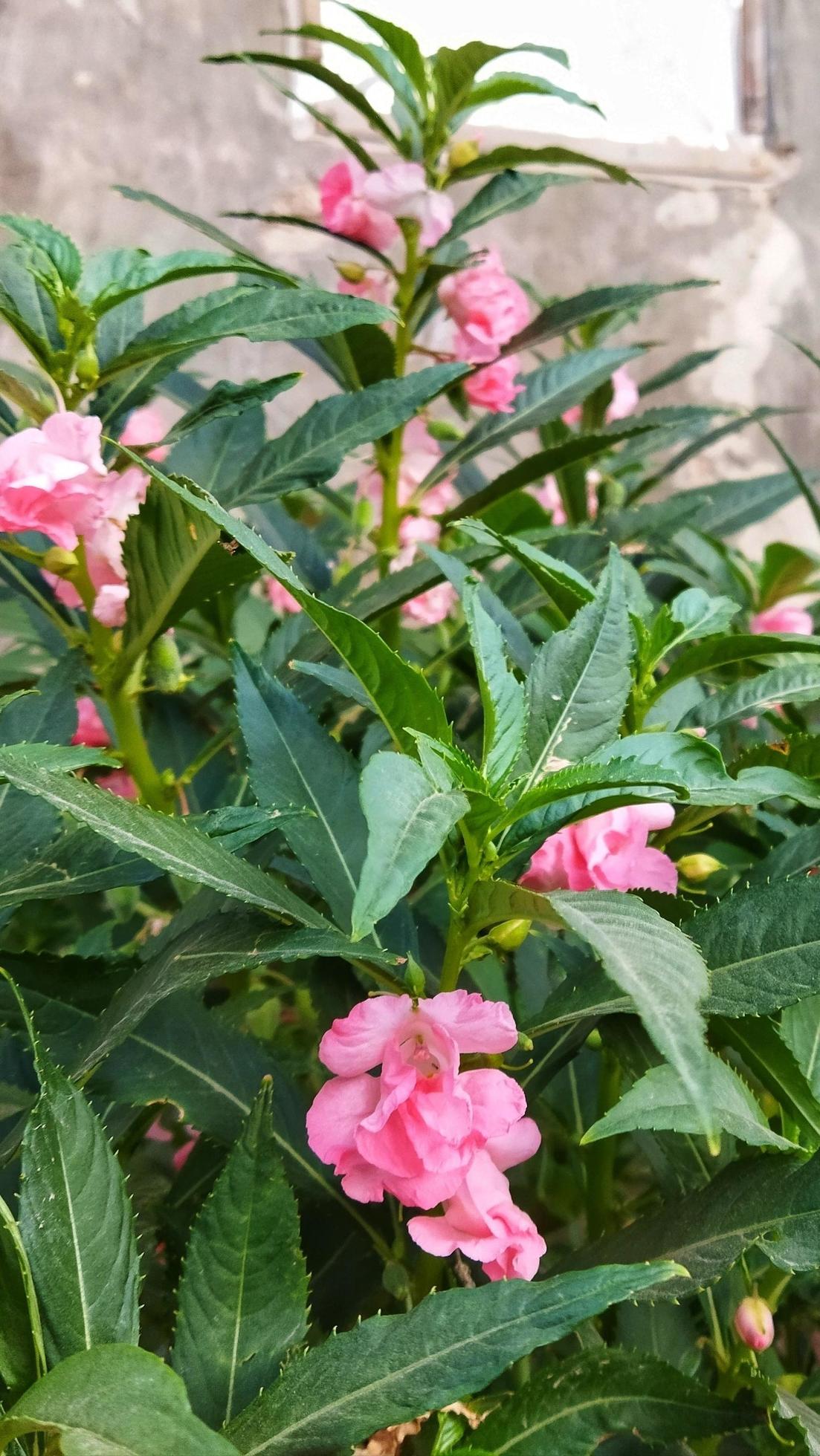 Balsam flower blooms. Pink Garden Balsam. Stock Free