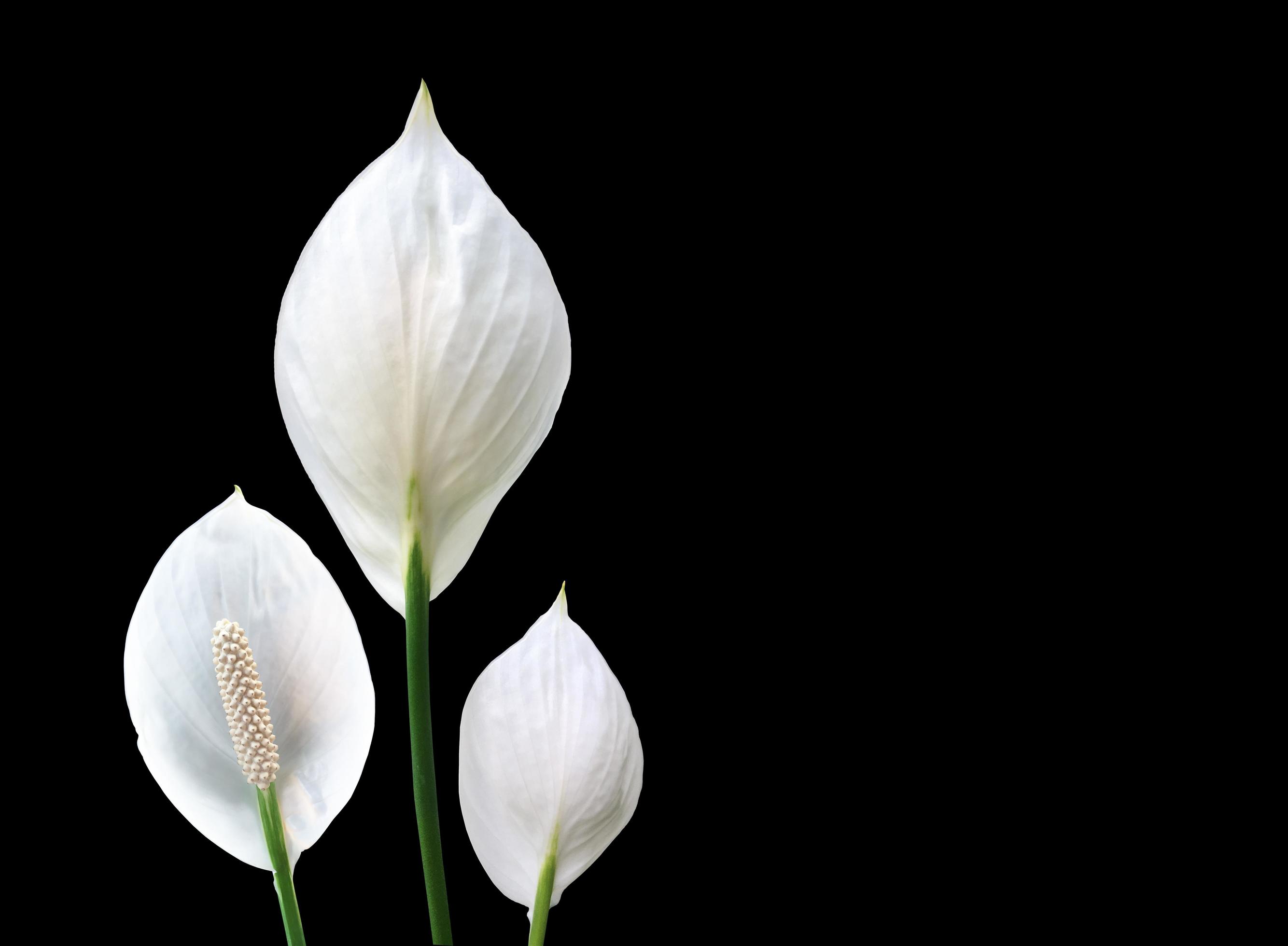 Isolated white aracear flower or peace lily flower with clipping paths. Stock Free