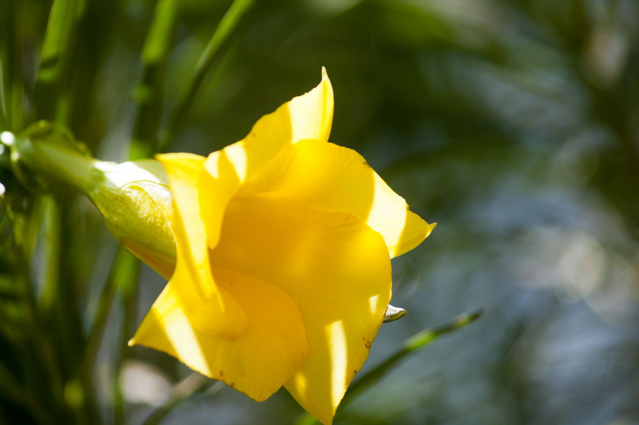 Yellow Flower Stock Free