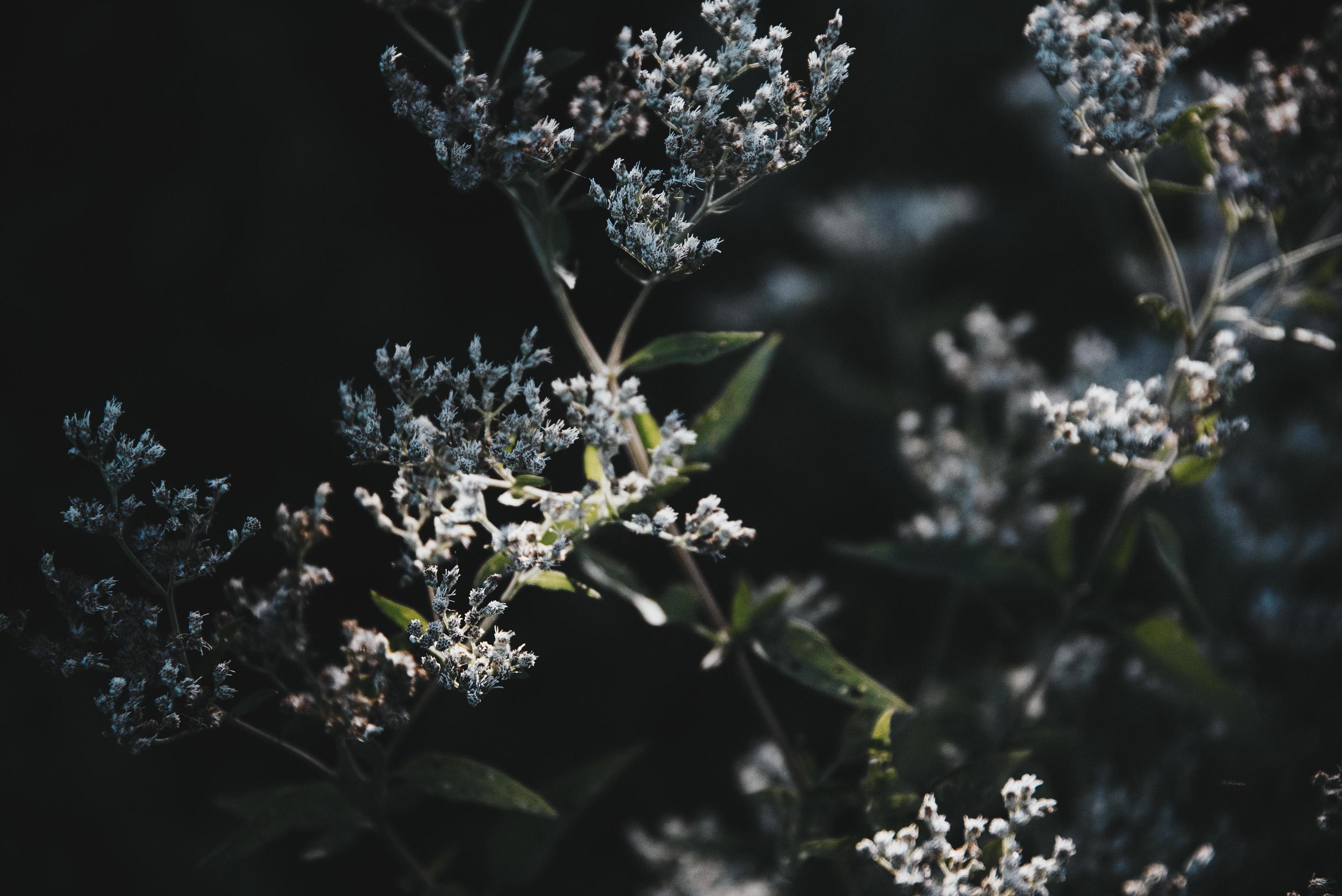 Close up photo of flowers Stock Free