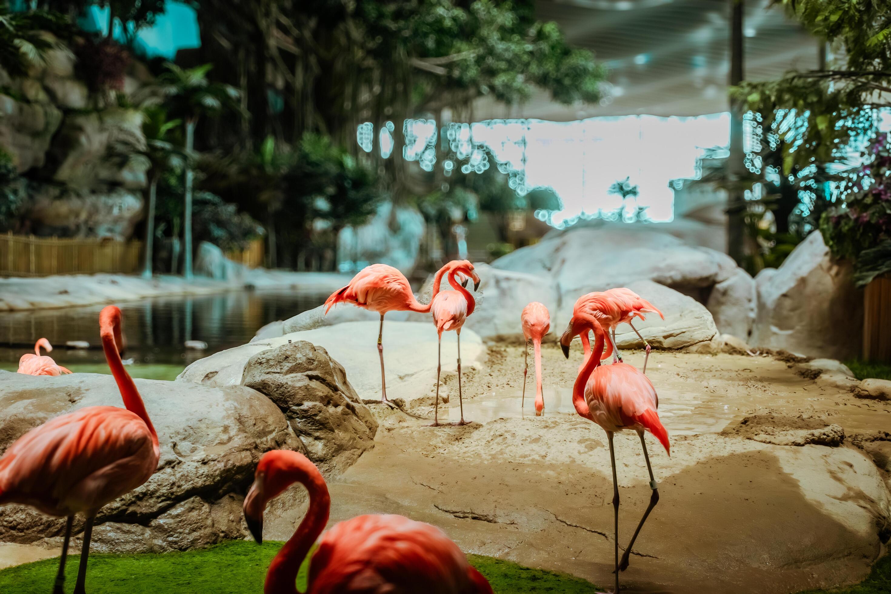 Closeup profile portrait of a pink flamingo. A group of flamingoes. Pink flamingos against green background. Phoenicopterus roseus, flamingo family. Stock Free