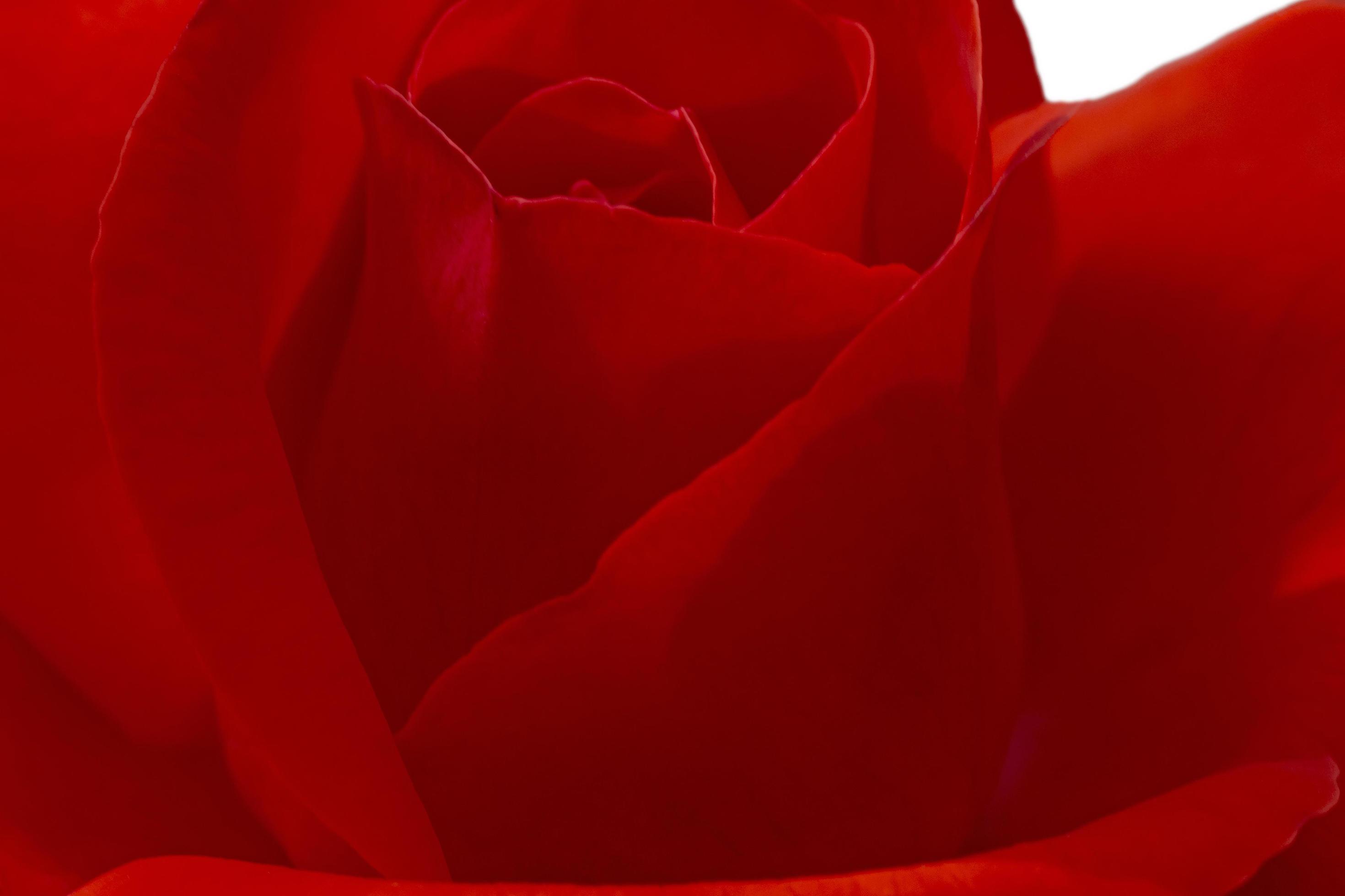 close up of red rose flower Stock Free