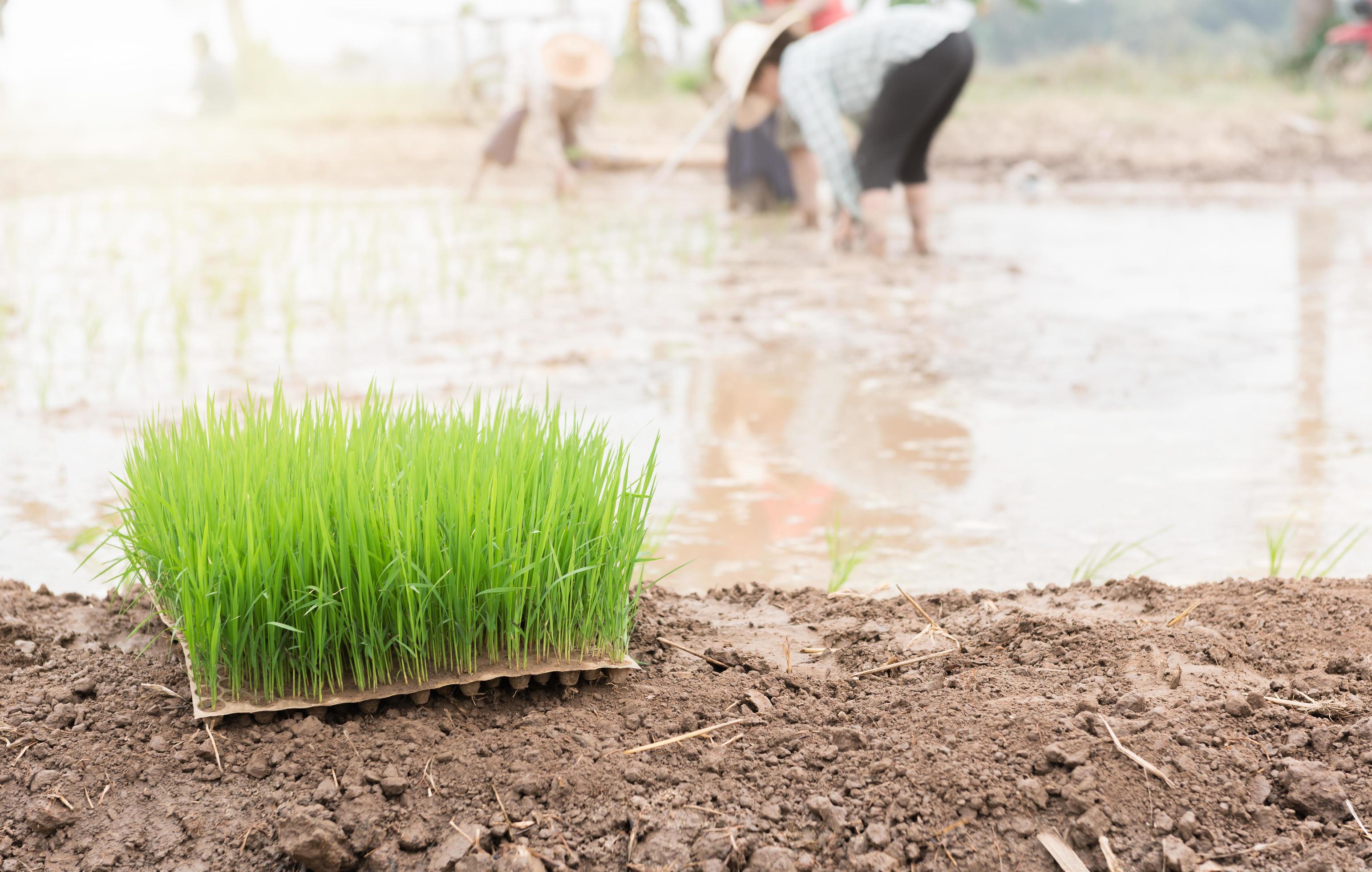 
									seedlings rice for transplanting paddy field Stock Free