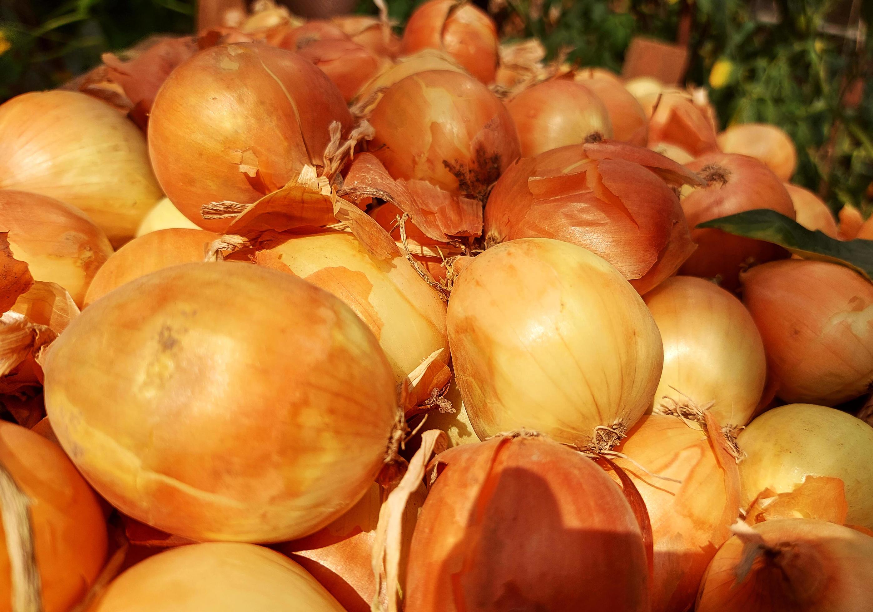 onions are in a box. food pattern. harvested crop. Stock Free