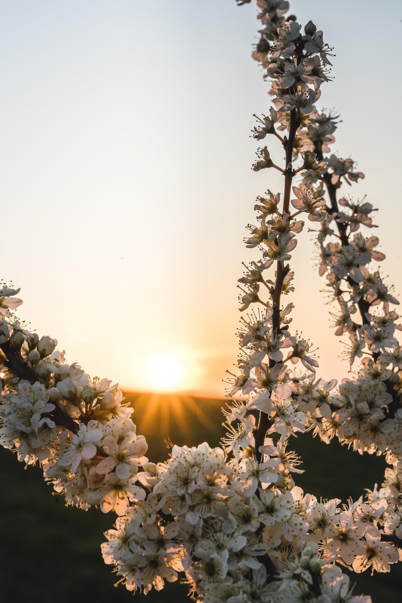 White flowers with sun flares Stock Free