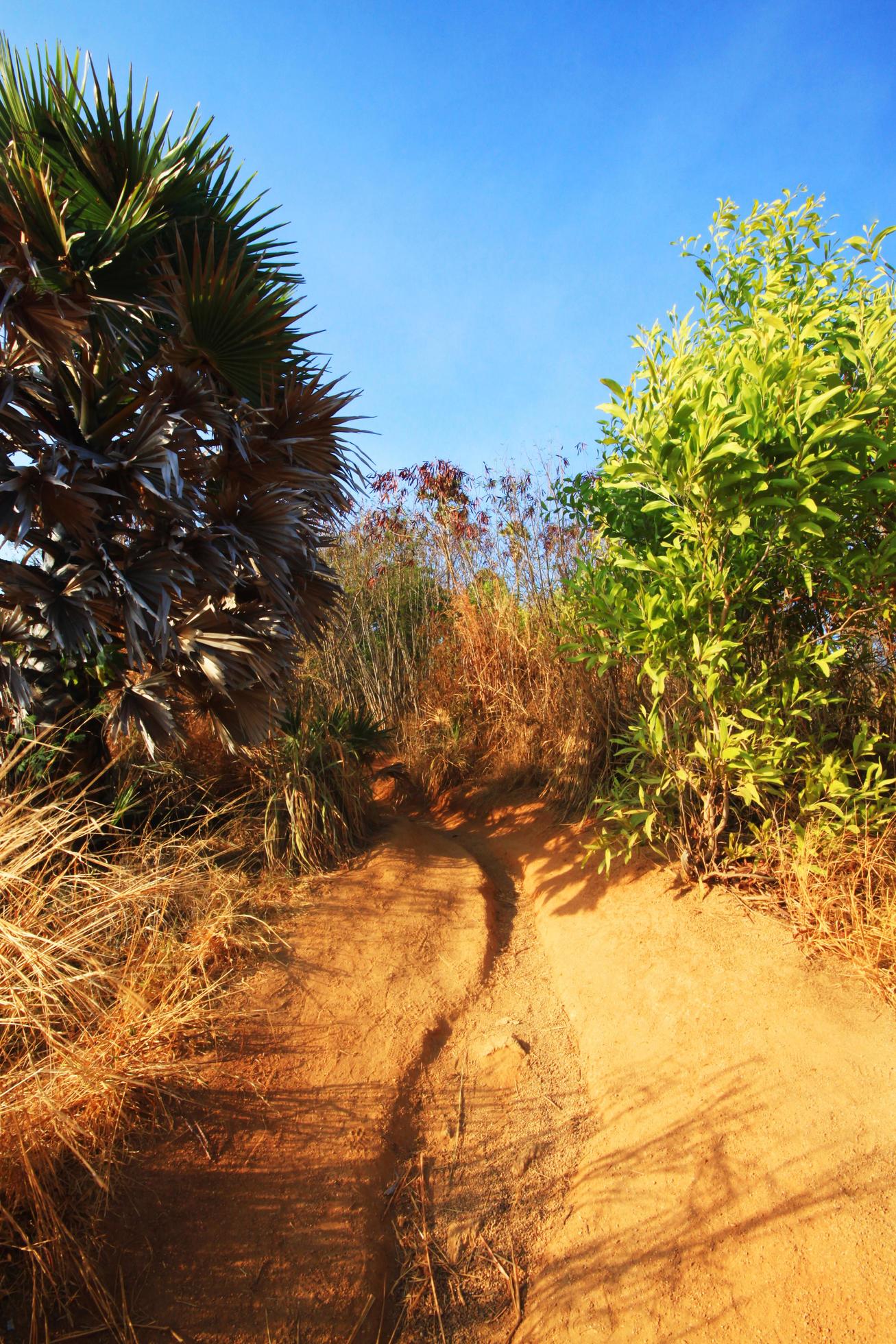 Beautiful palm tree with dry grass field on mountain of Cape and blue sky Stock Free