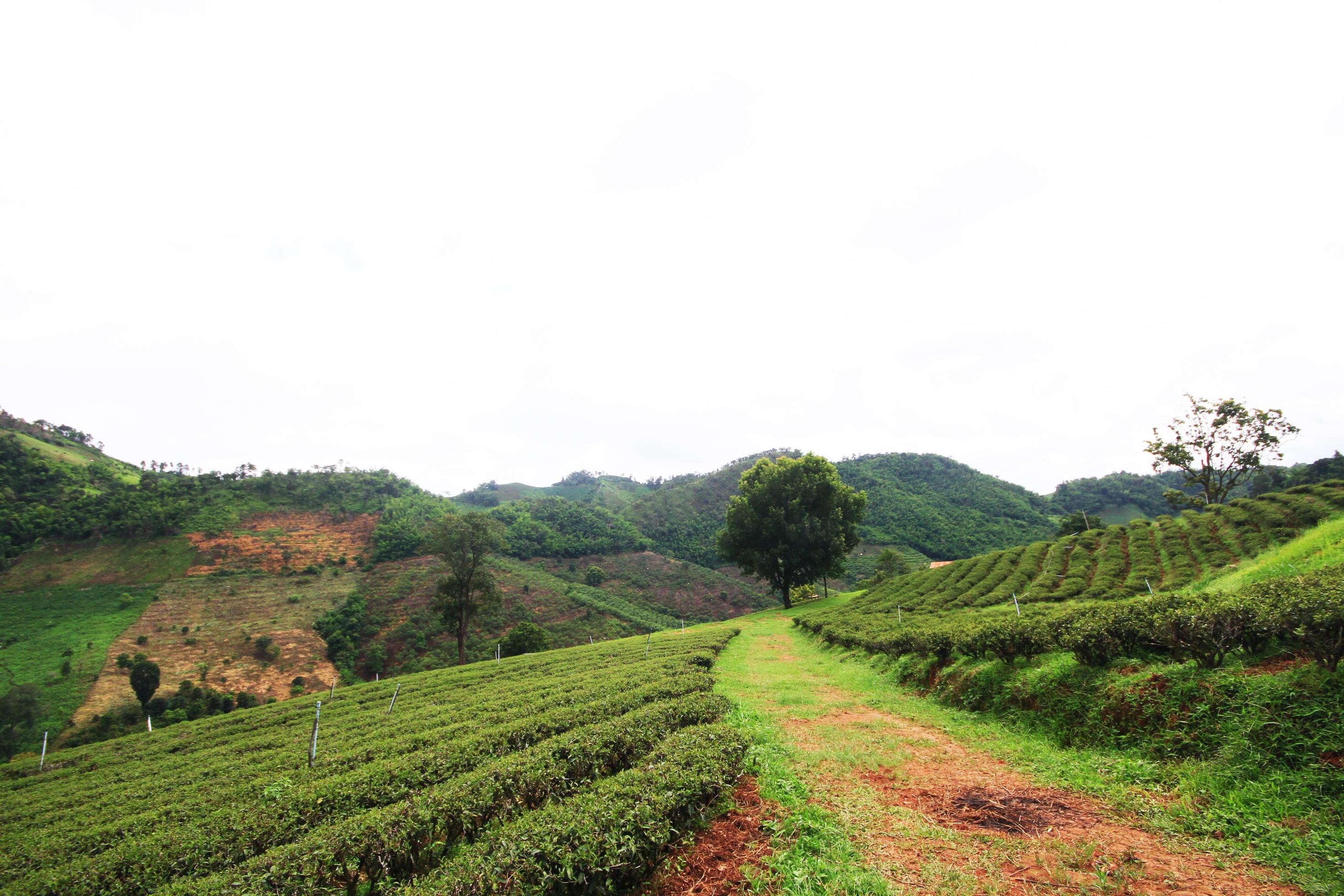 Tea Plantation in sunrise on the mountain and forest is very beautiful view in Chiangrai Province, Thailand. Stock Free