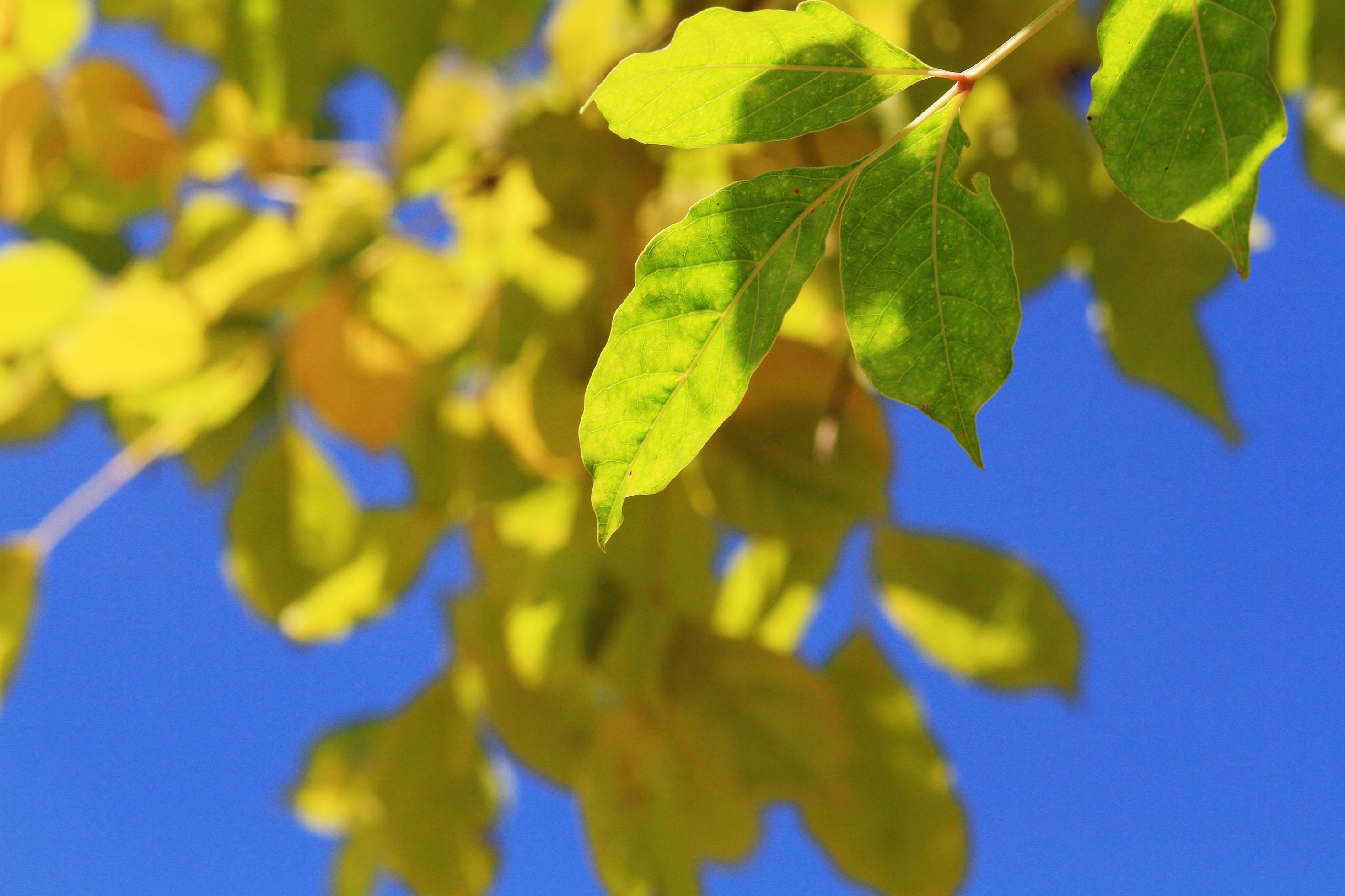 Beautiful bright green leaves branch with blue sky and sunlight in summer season Stock Free