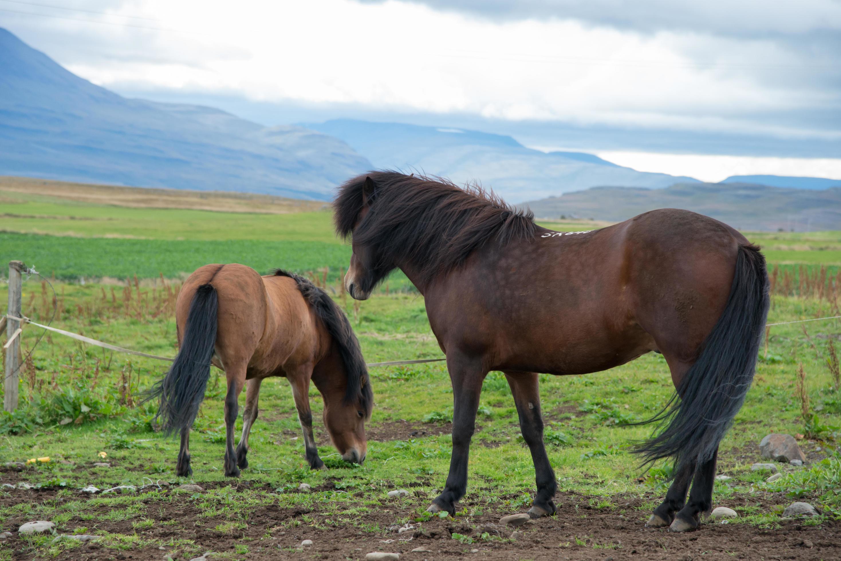 Beautiful landscape in Iceland with two horses Stock Free