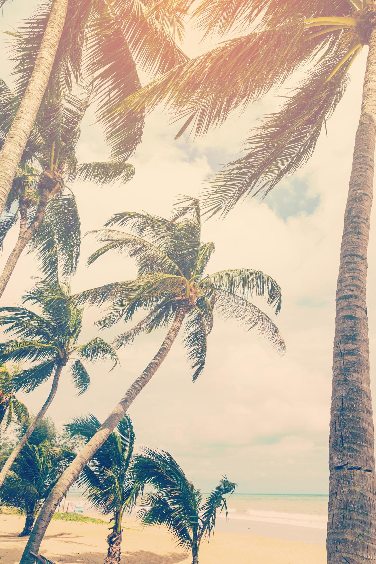 coconut plam tree on beach of nature background in vintage style Stock Free