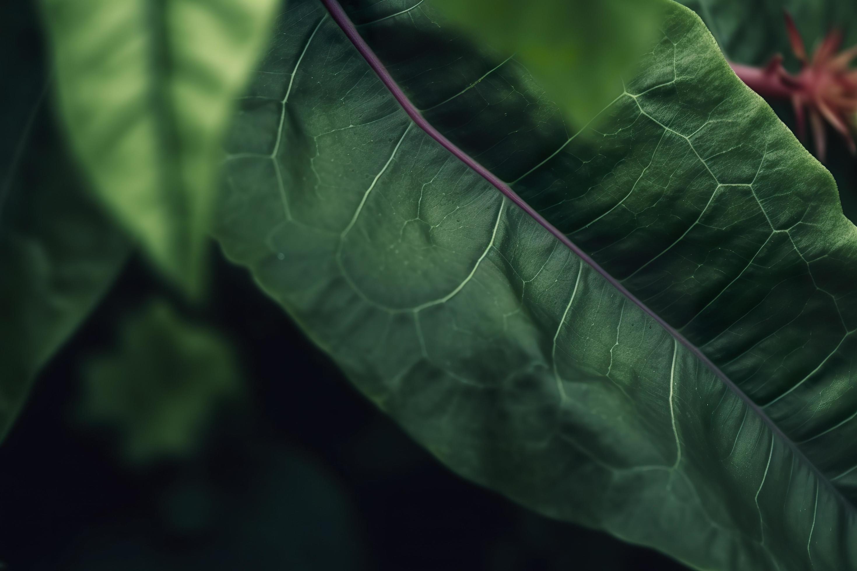 Tropical leaves colorful flower on dark tropical foliage nature background dark green foliage nature, generat ai Stock Free