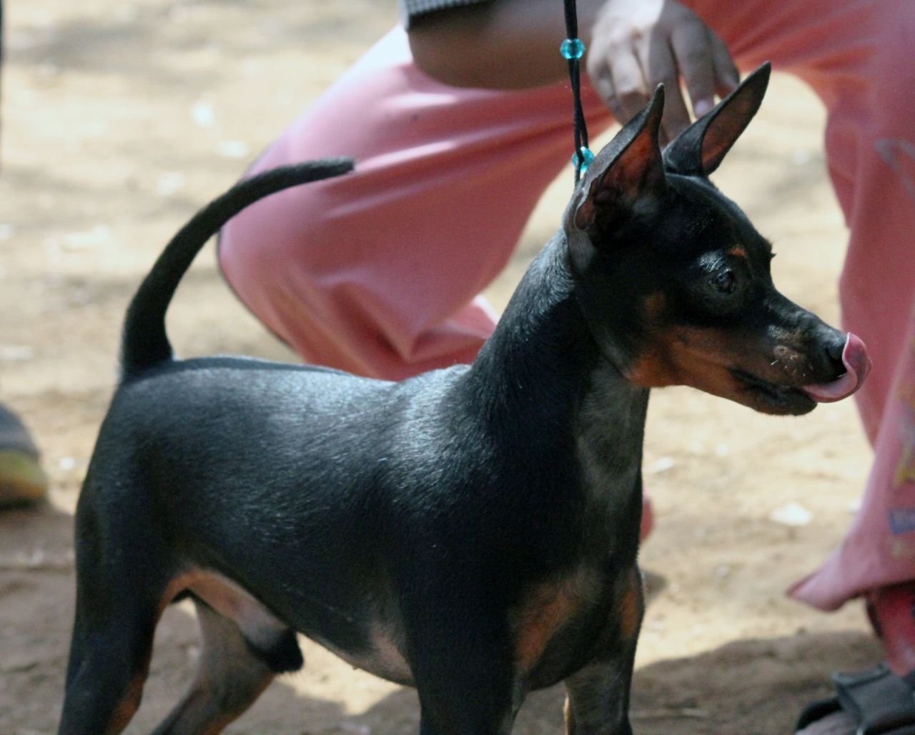 Min Pin Dog Stock Free