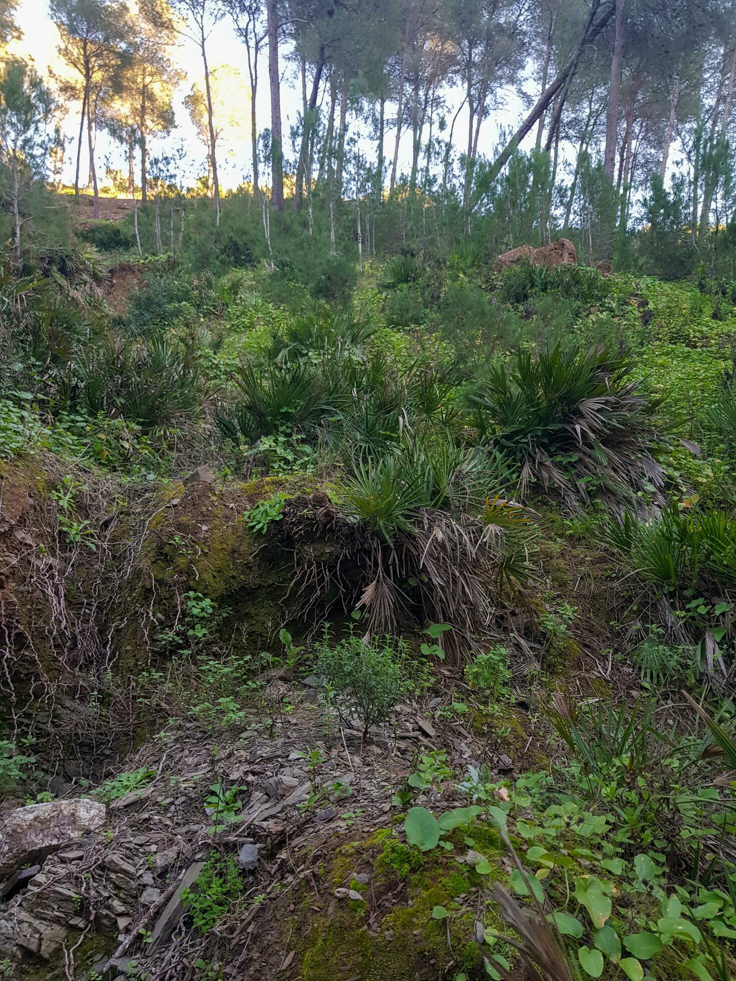 Wild palm trees in their natural surroundings Stock Free