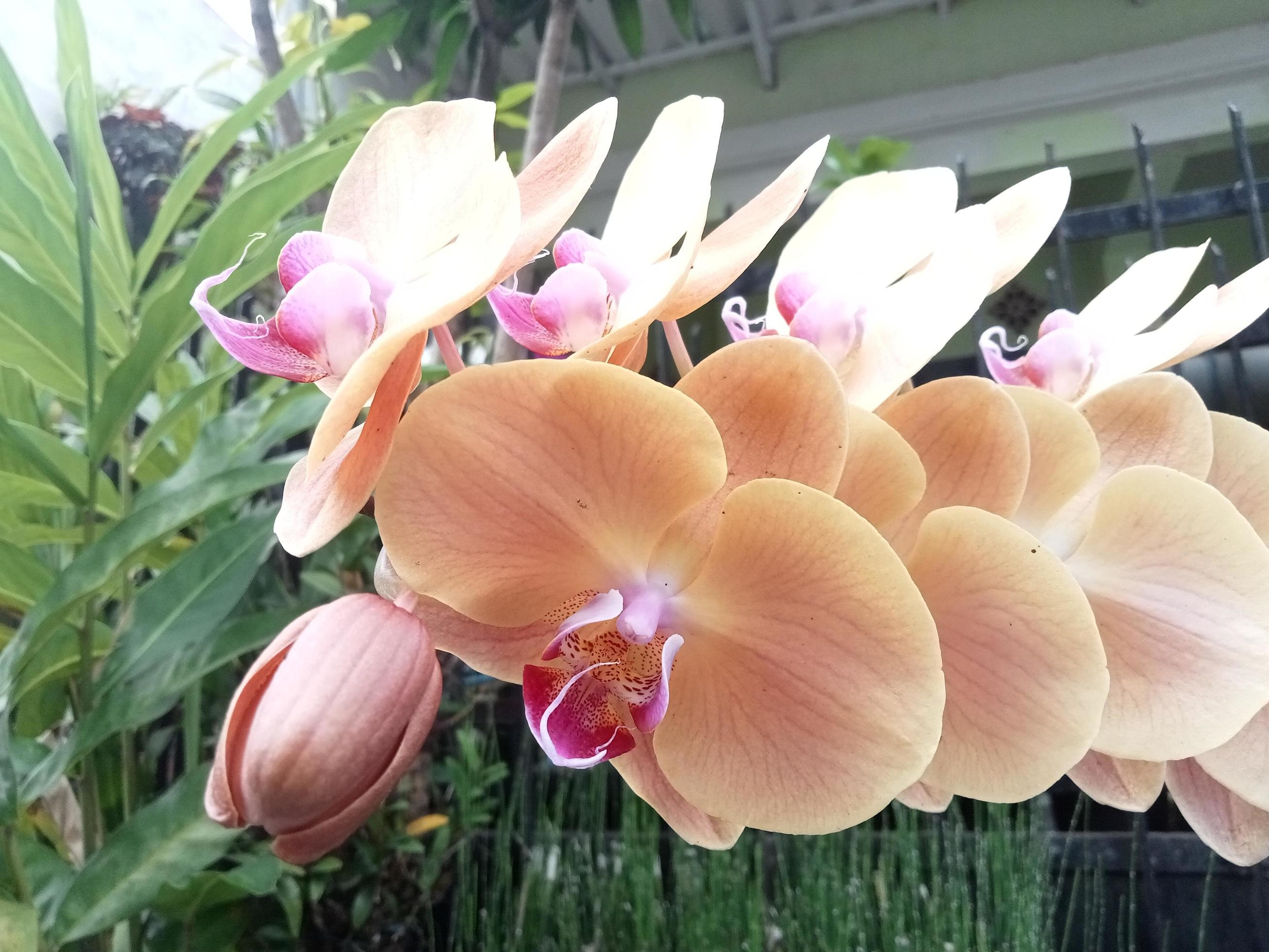 Moon Orchid or Phalaenopsis Amabilis. Orchids, Orchidaceae, are the largest family of monocot plants. Indonesian Anggrek bulan on selective focus Stock Free