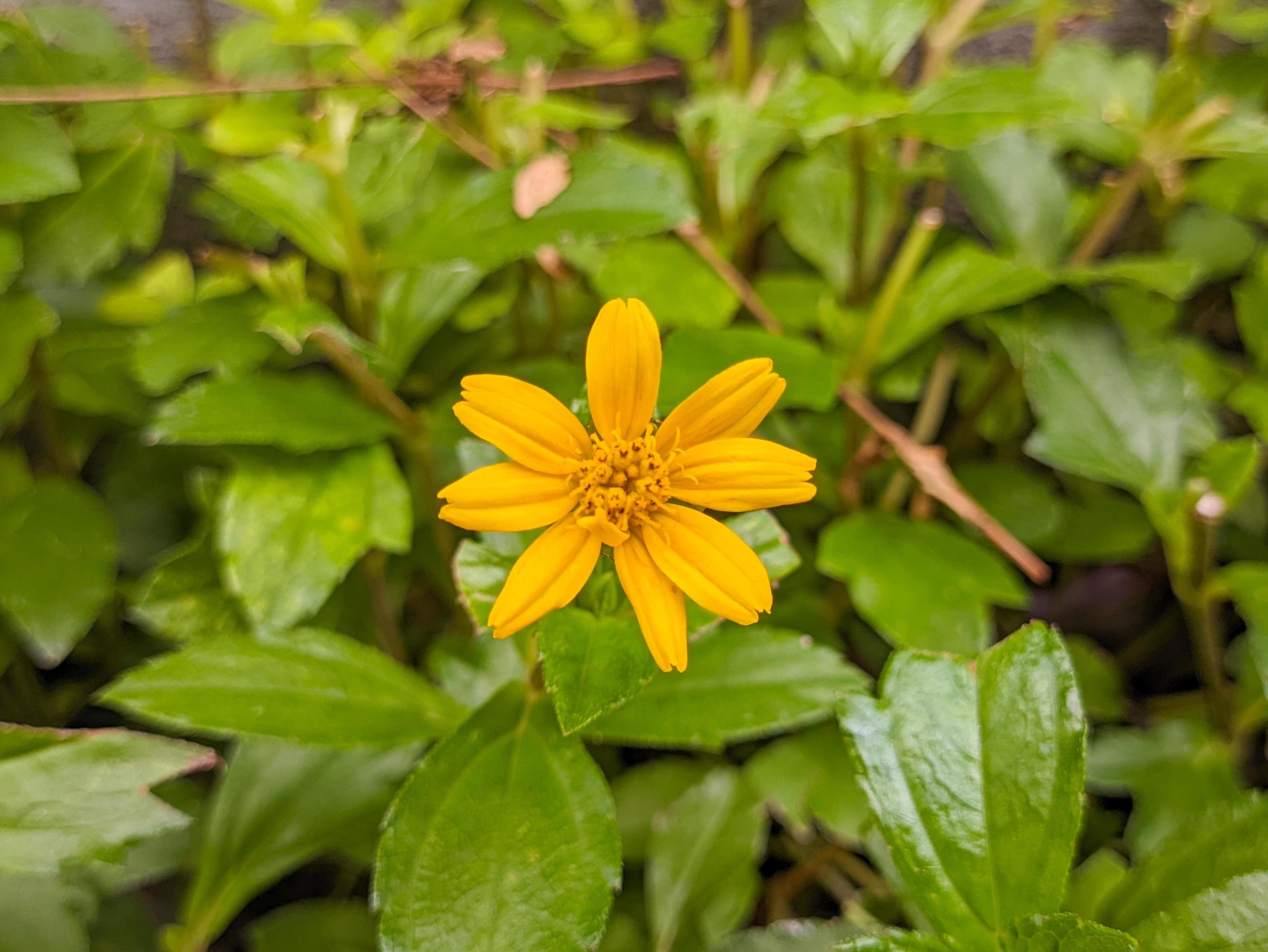 A close up of Sphagneticola trilobata flower Stock Free