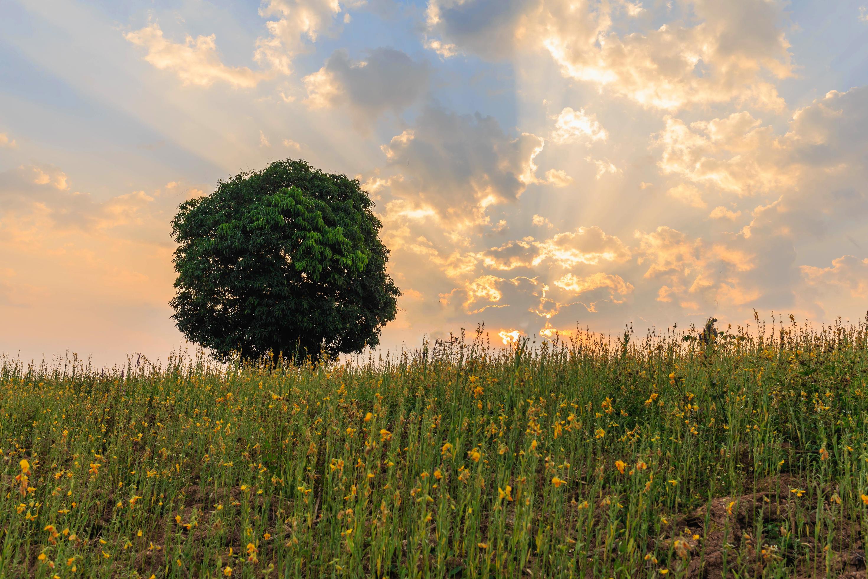 Landscape view of trees in a field of yellow flowers in the evening sun. Stock Free