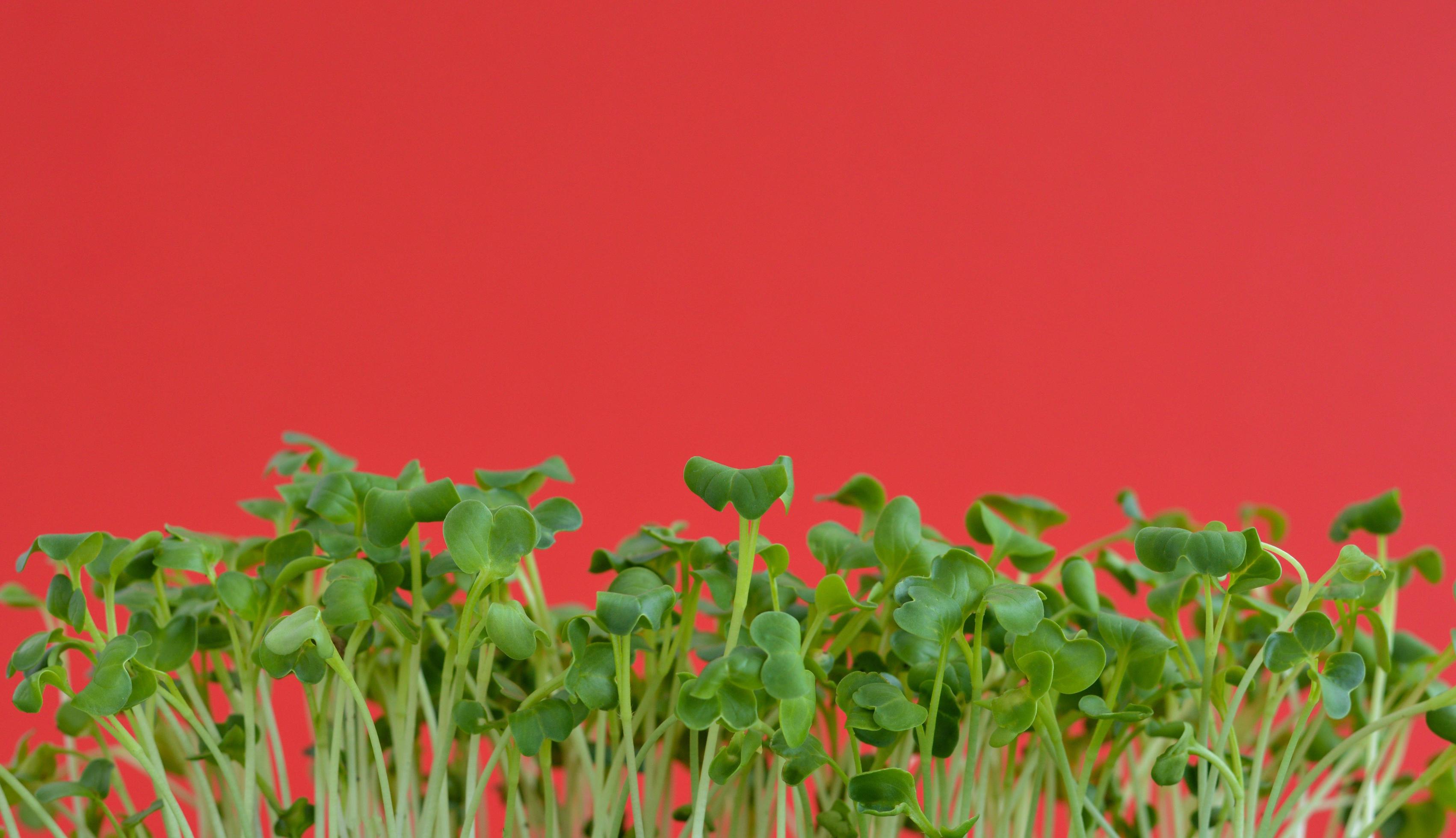 Micro-greenery sprouts close-up on a red background in spring. Healthy food and lifestyle. Microgreens Foliage Background. Stock Free