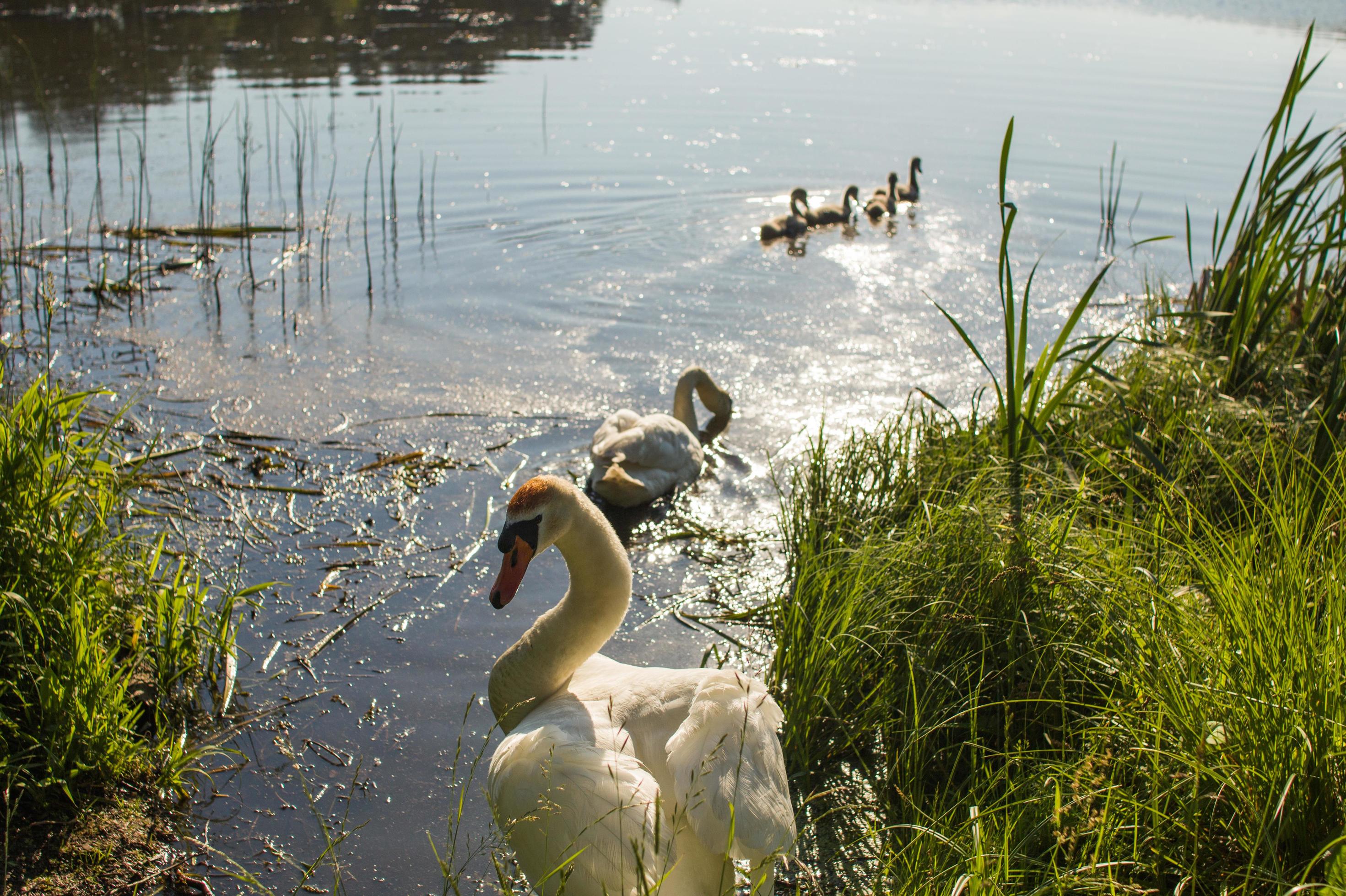 A family of swans swims along the lake Stock Free