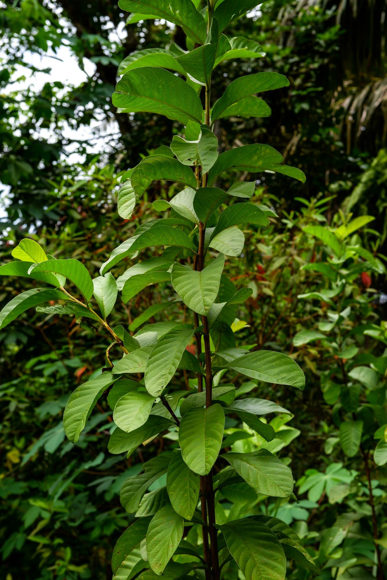 guava tree plant with its dense leaves against a natural background Stock Free