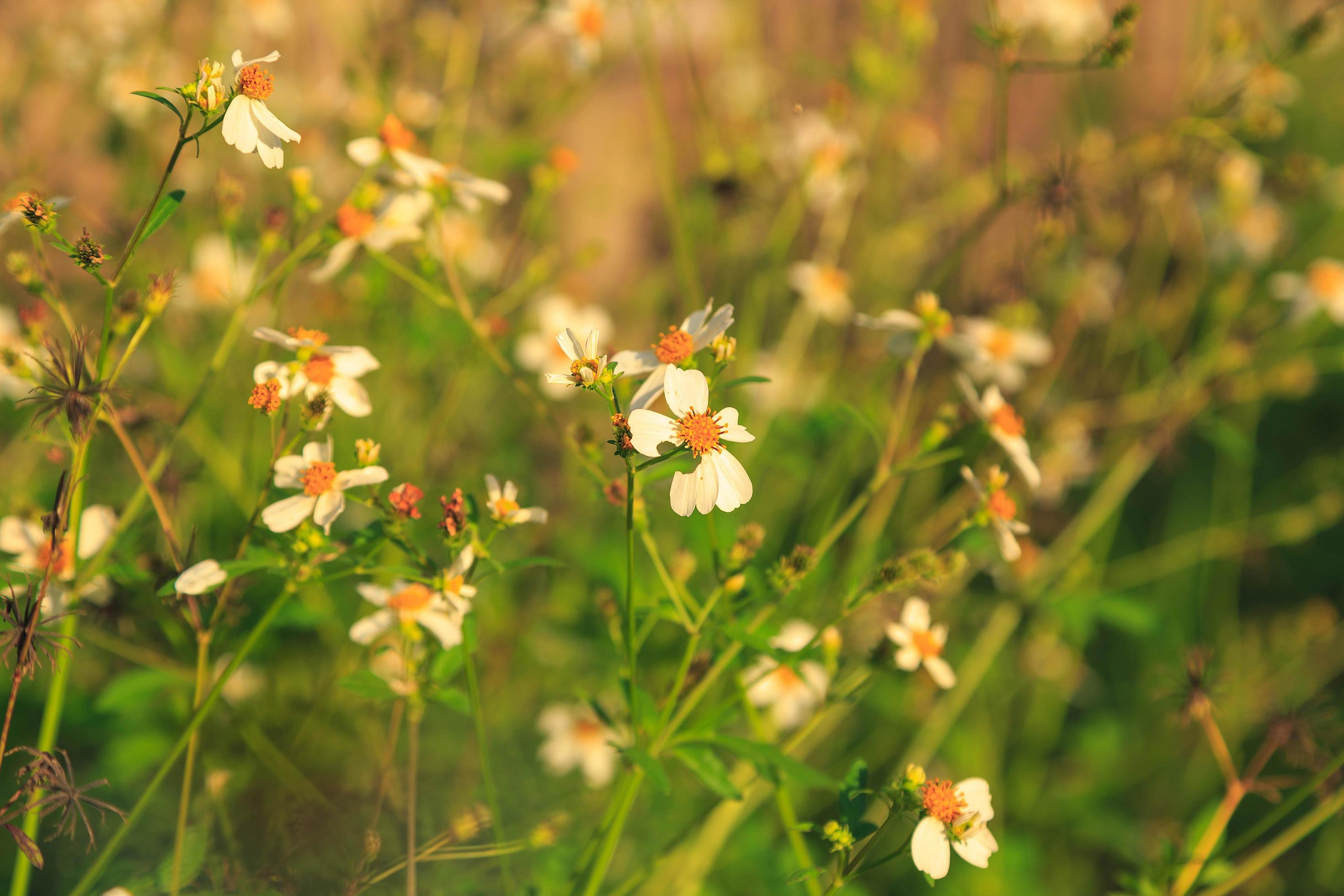 Flowers daisies in summer spring Summer natural Stock Free