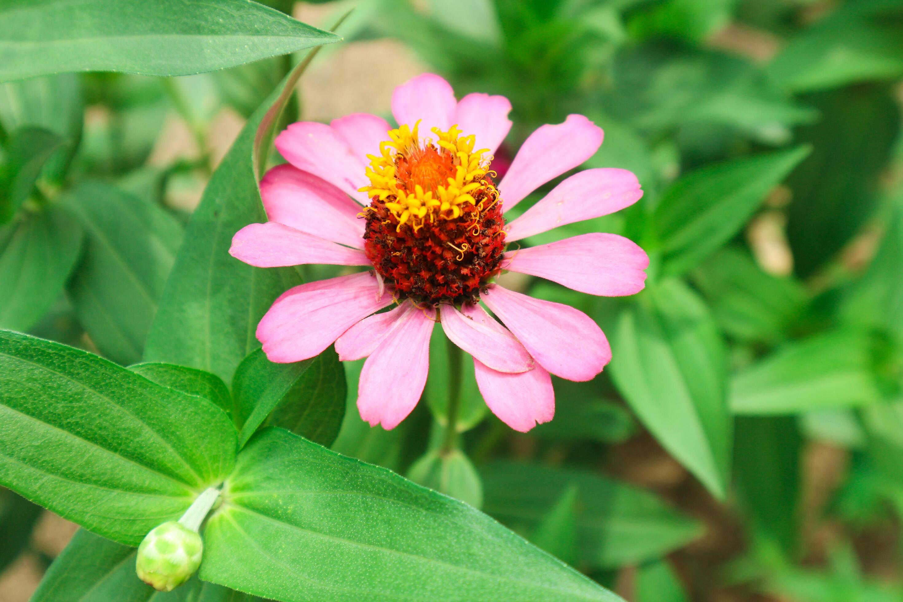 Pink Flower of Peruvian Zinnia , Wild Zinnia Plant or Zinnia Peruviana, Member of the Asteraceae Family Stock Free