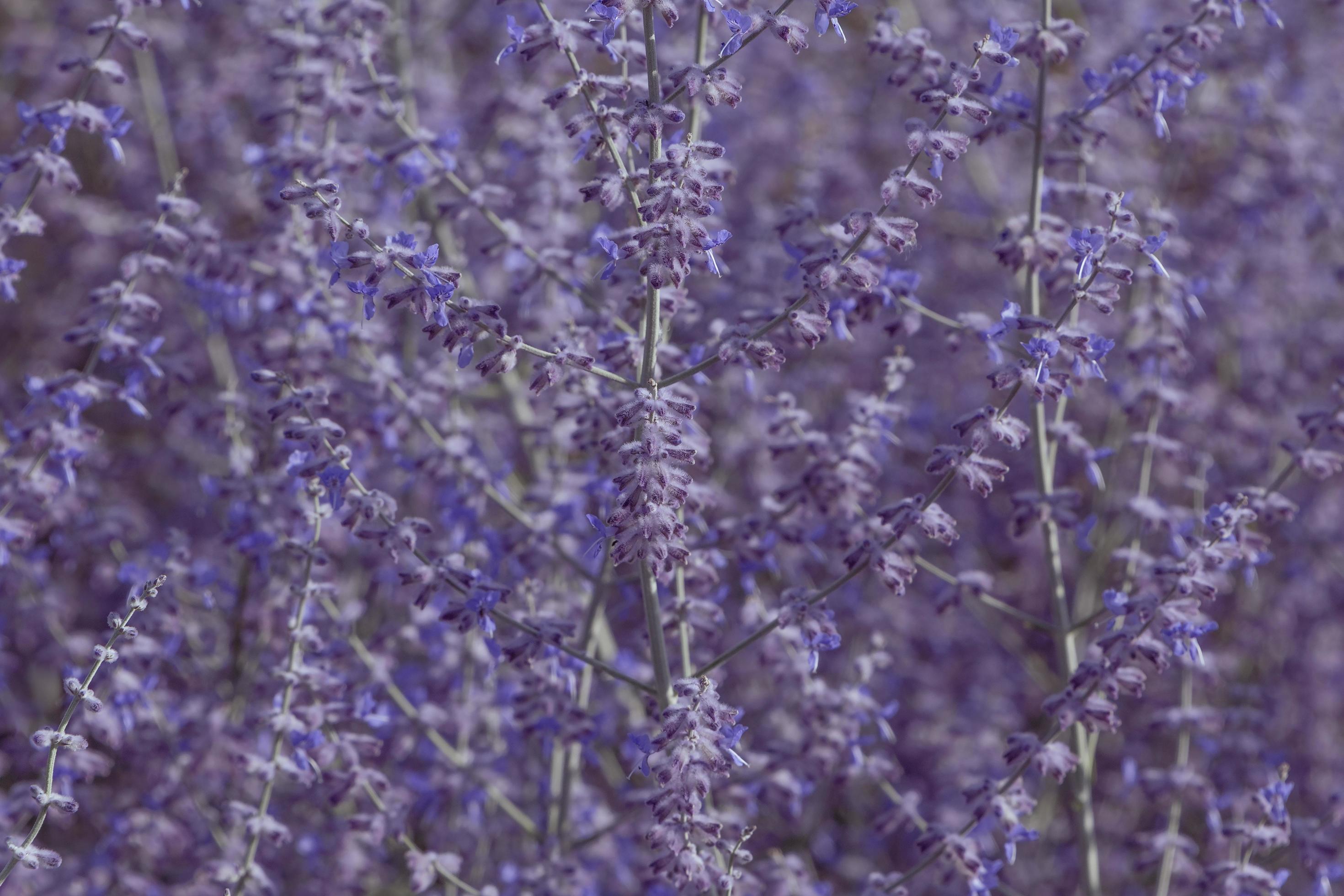 close up of lavender flowers Stock Free