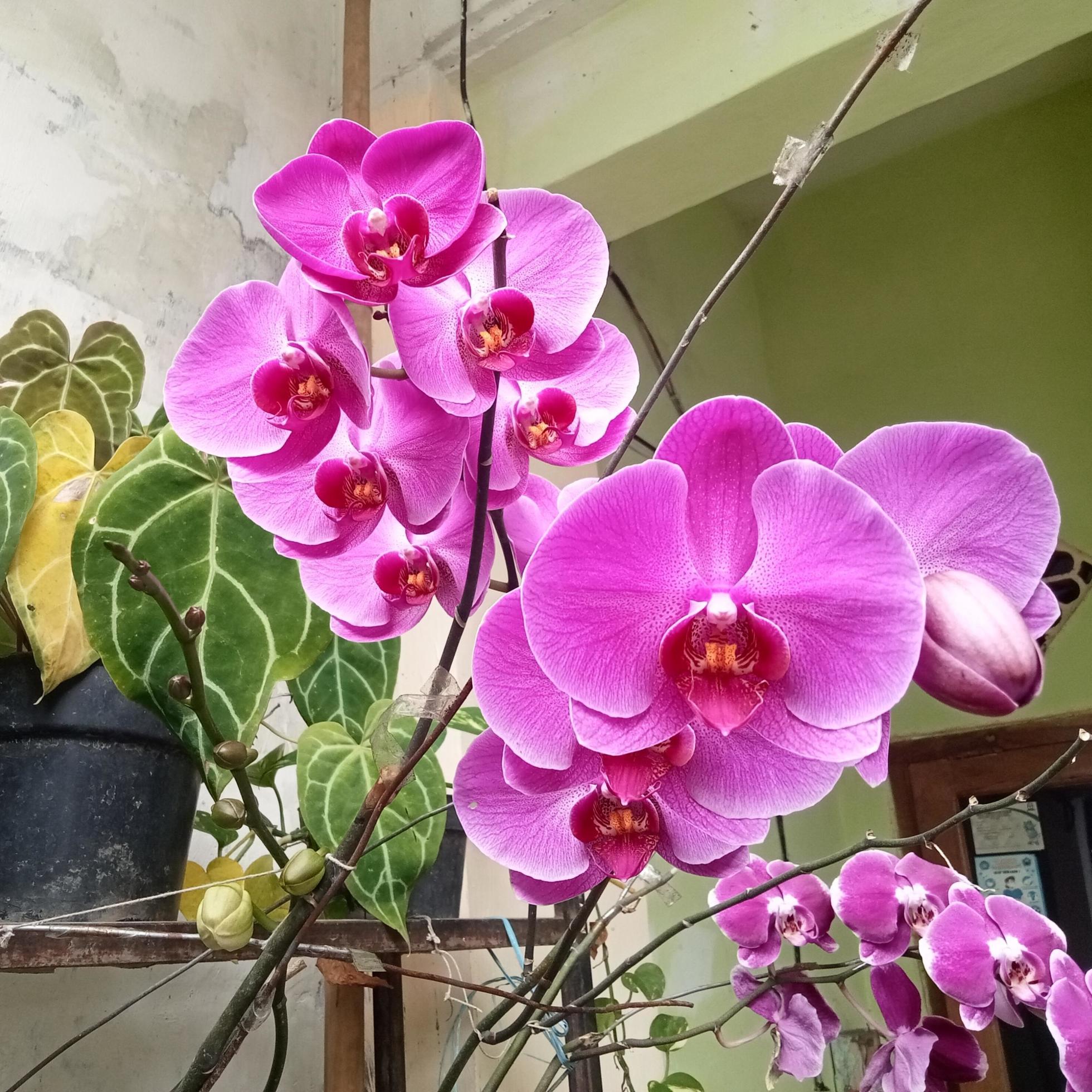 Moon Orchid or Phalaenopsis Amabilis. Orchids, Orchidaceae, are the largest family of monocot plants. Indonesian Anggrek bulan on selective focus Stock Free