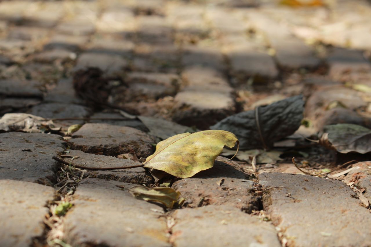 
									Ground Leaf Closeup Stock Free