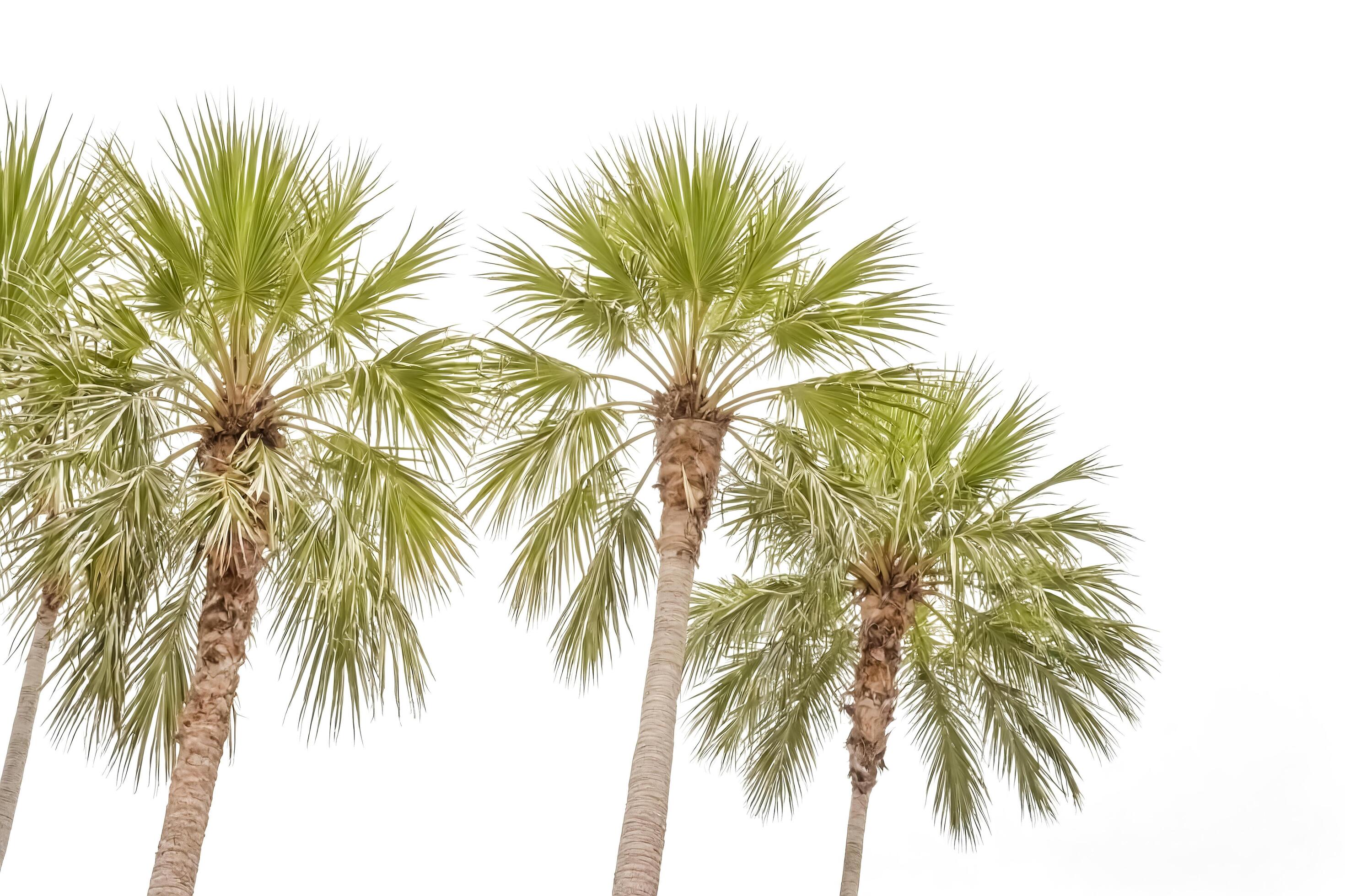 Palm Trees Against White Background Stock Free