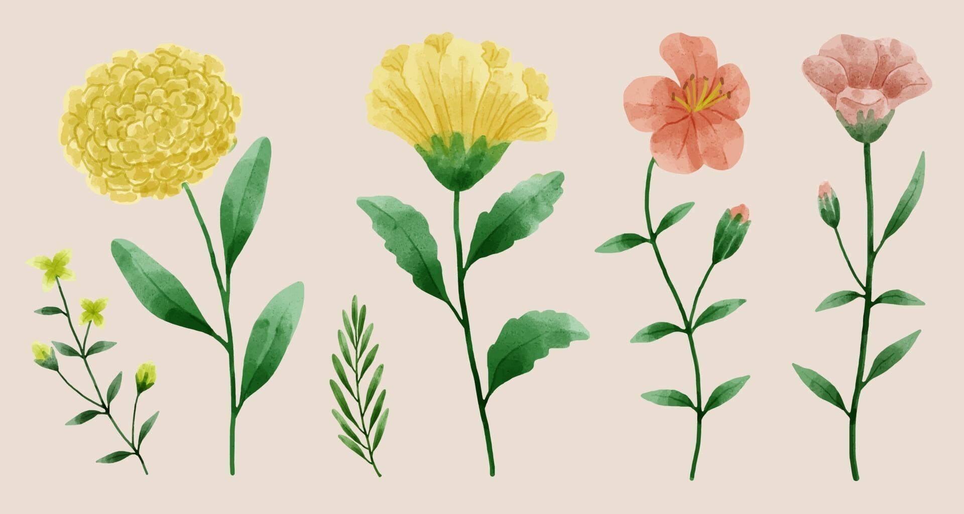 A set of flowers painted in watercolor for designer work create Stock Free