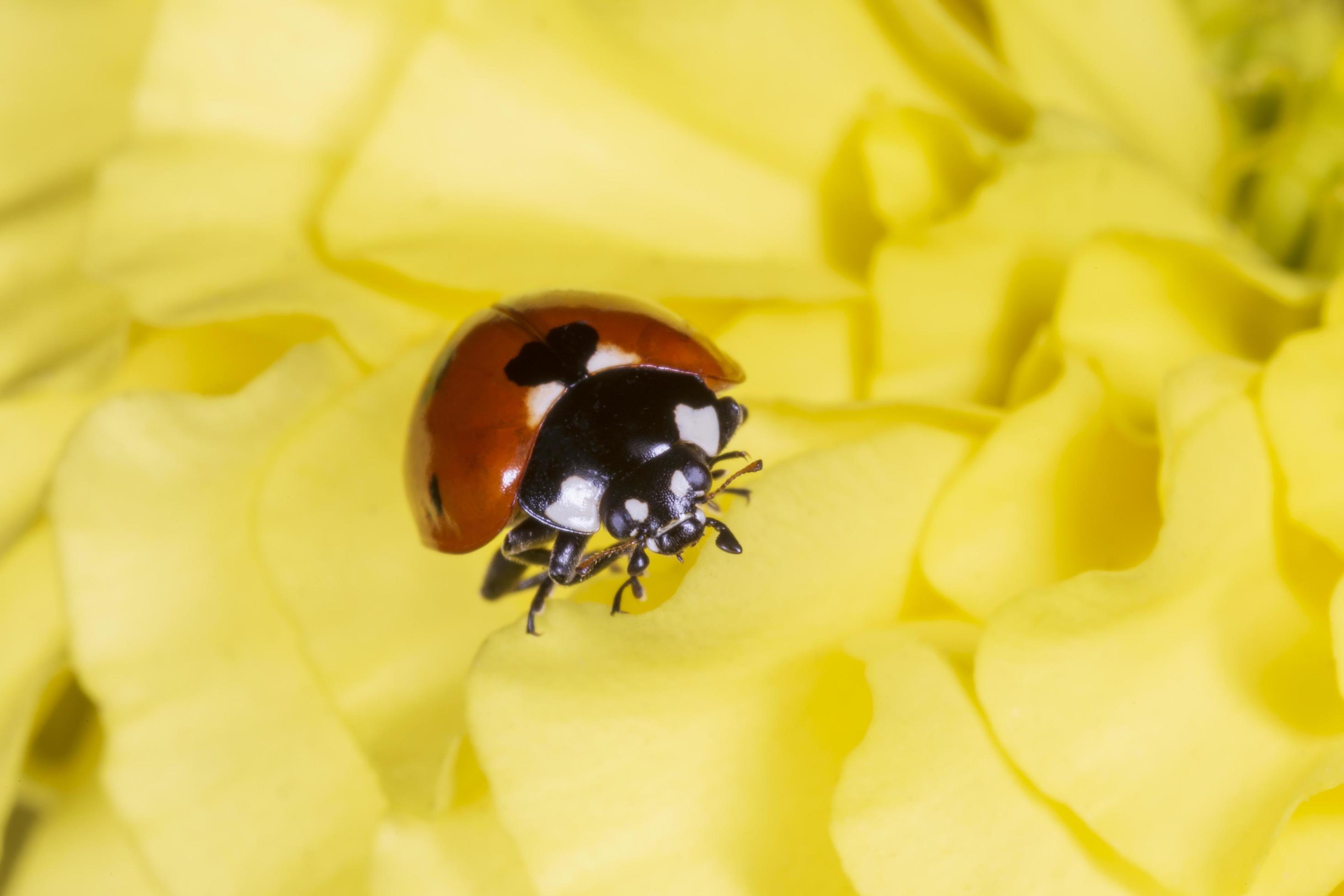 ladybug sitting on petals of yellow marigold flower Stock Free