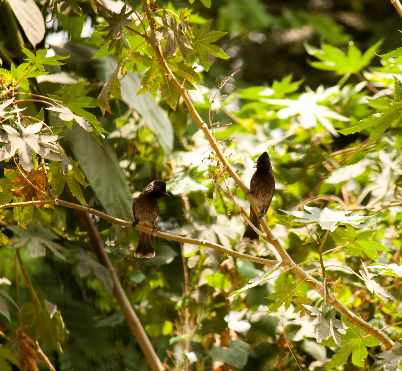 Small Bird Tree Branch Bulbul Stock Free