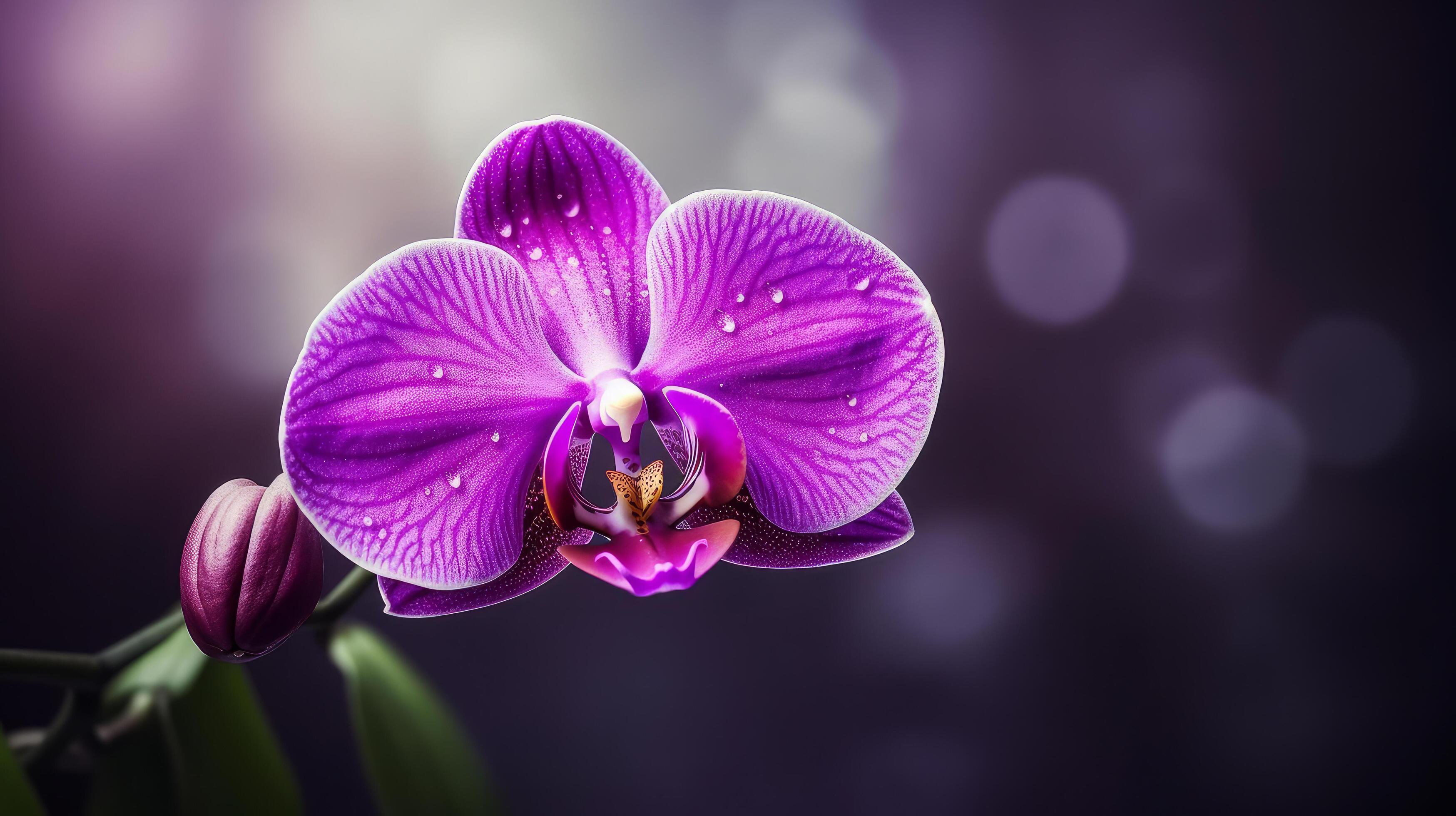 Orchid flower. Illustration Stock Free