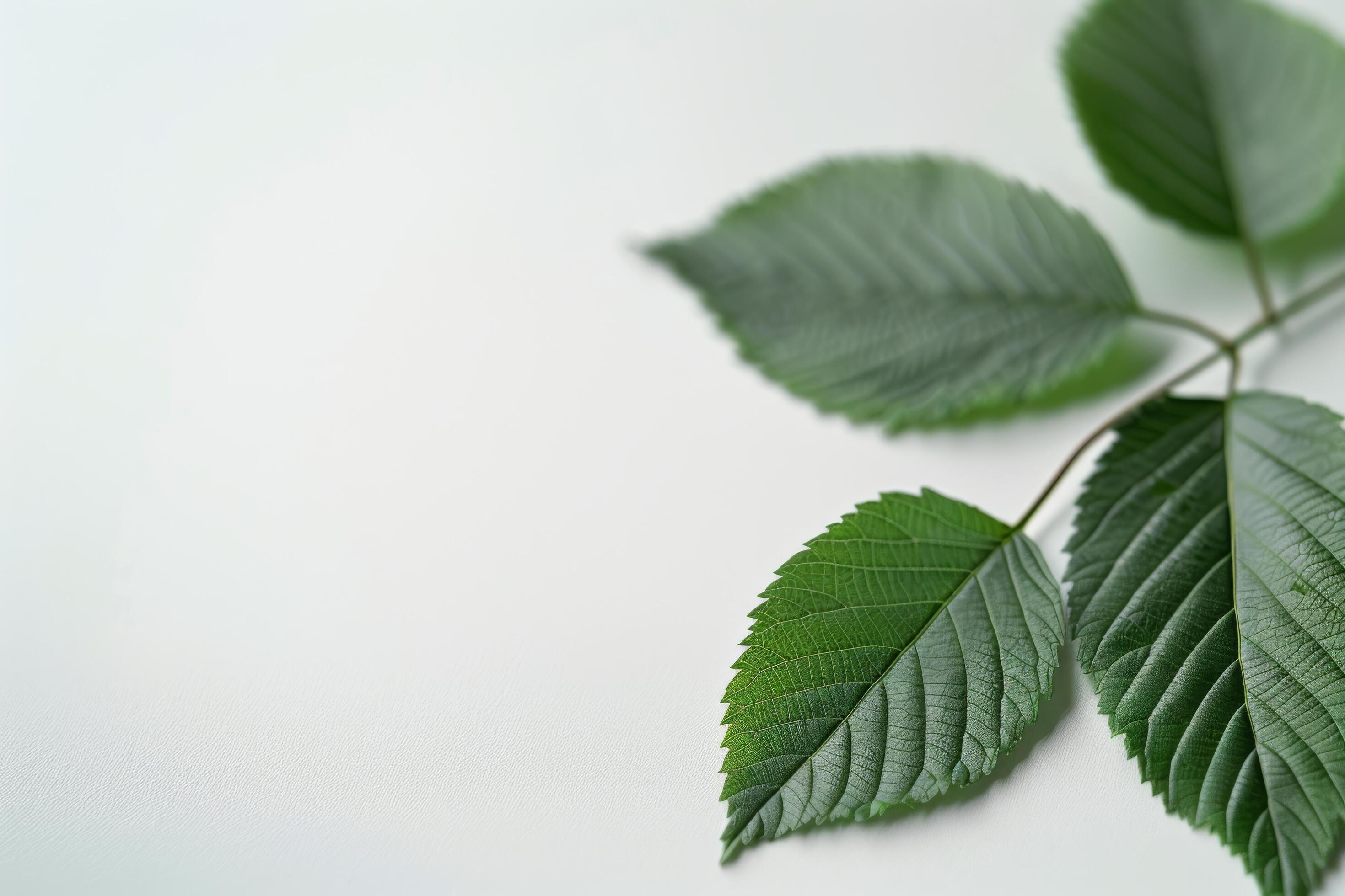 Green Leaves on White Background Stock Free