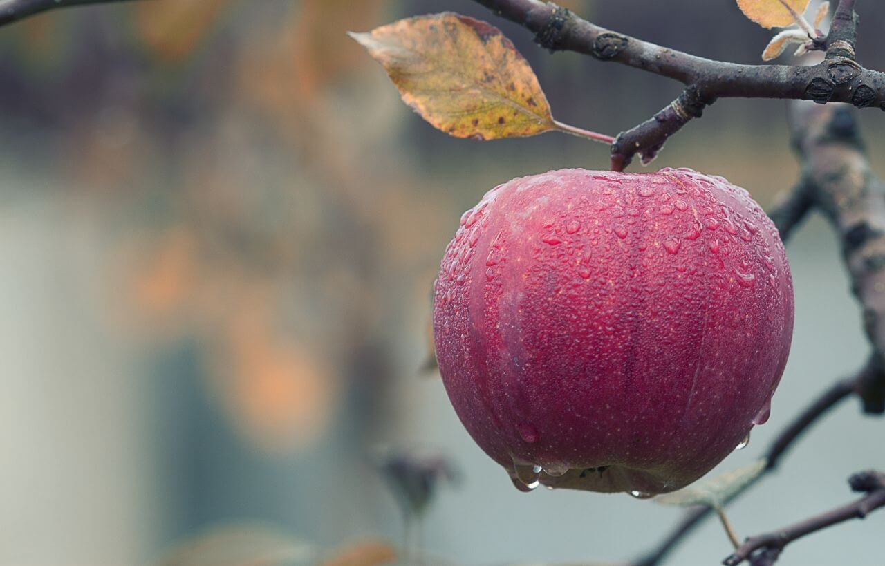 Fruits Hanging on Tree Stock Free