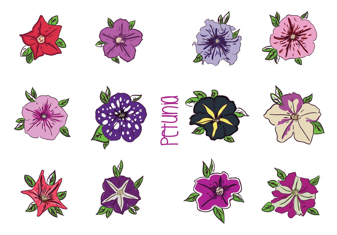 Various Petunia Flower Vectors Stock Free and Free SVG