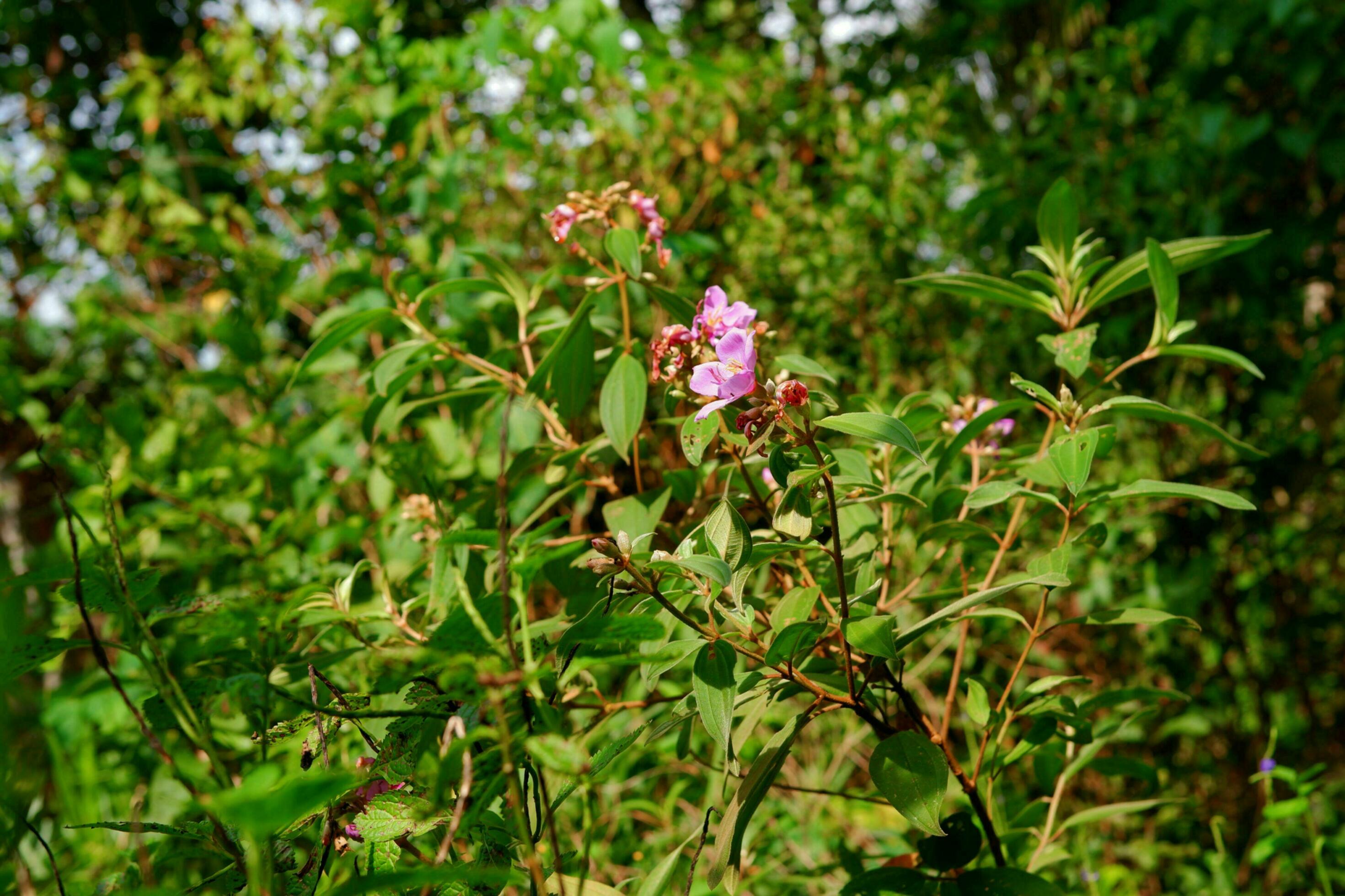 karamunting flower plant or melastoma malabathricum with a natural background Stock Free