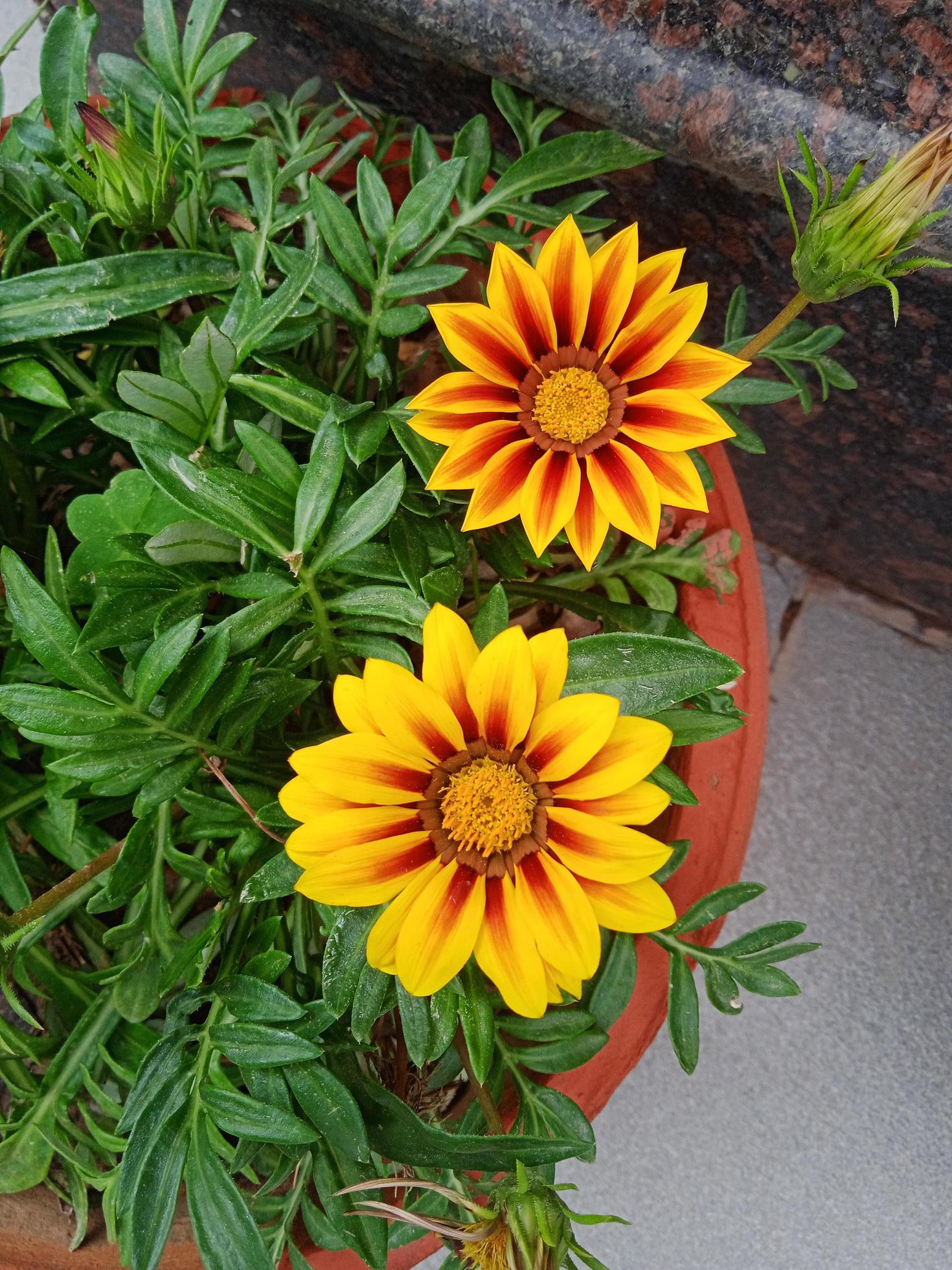 yellow flower in pot Stock Free