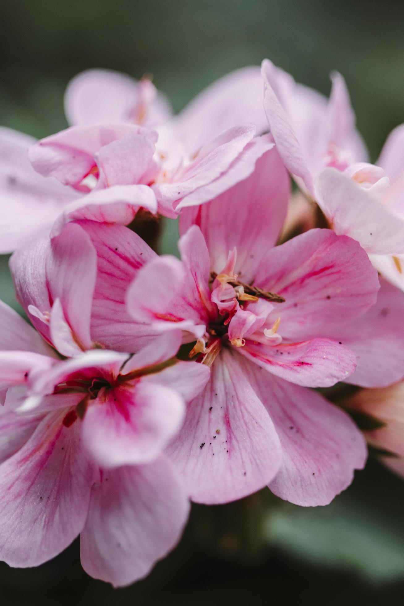 Pink flower in macro Stock Free