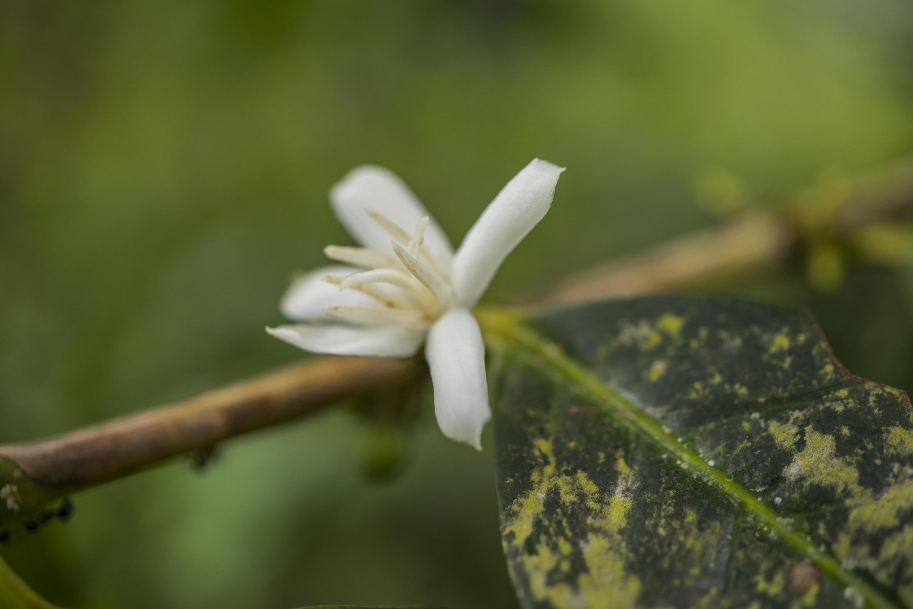 Close up photo of little white flower of coffee plant. The photo is suitable to use for nature background, content social media and fruit poster. Stock Free