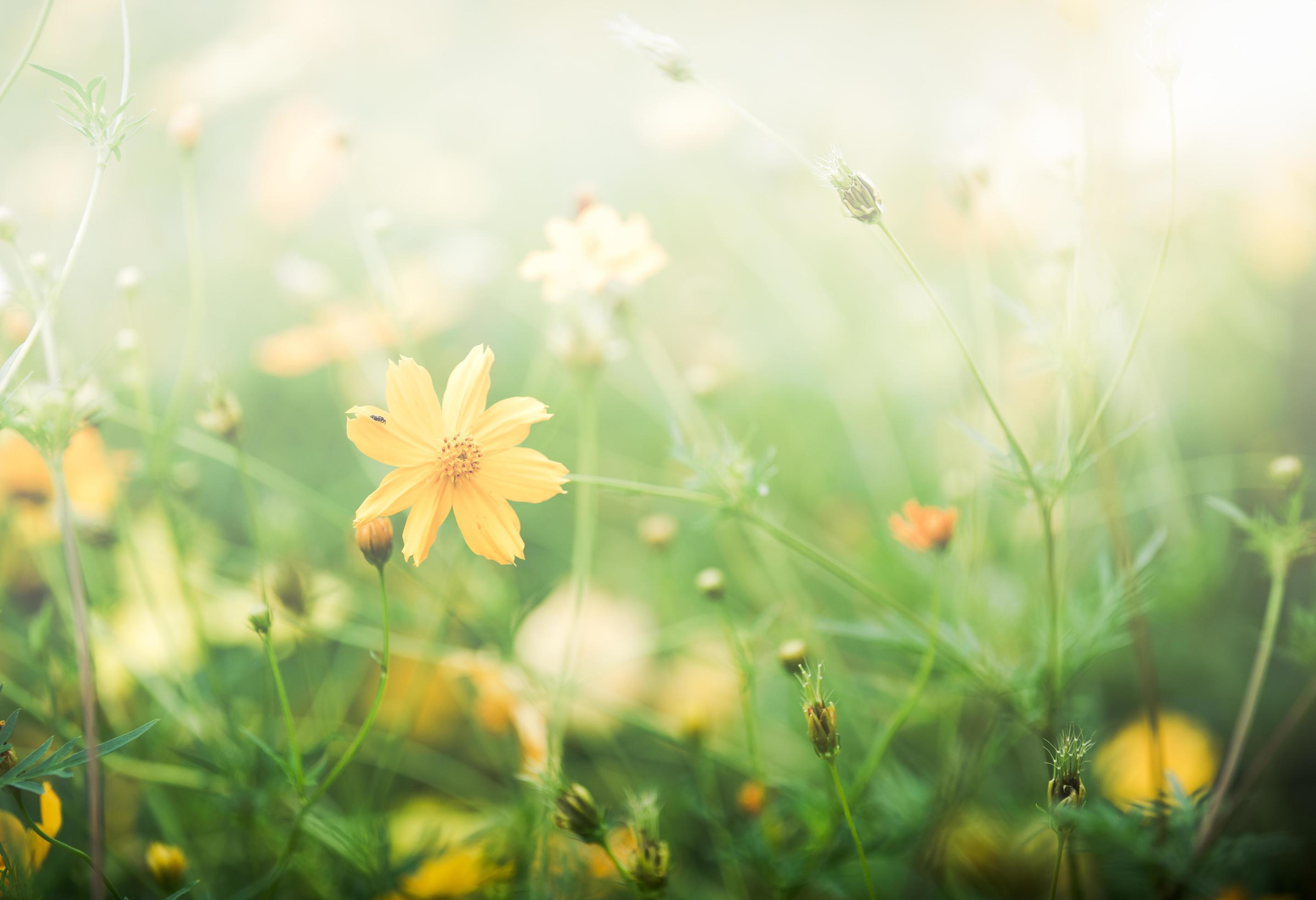 Yellow Cosmos flower field, flower background Stock Free